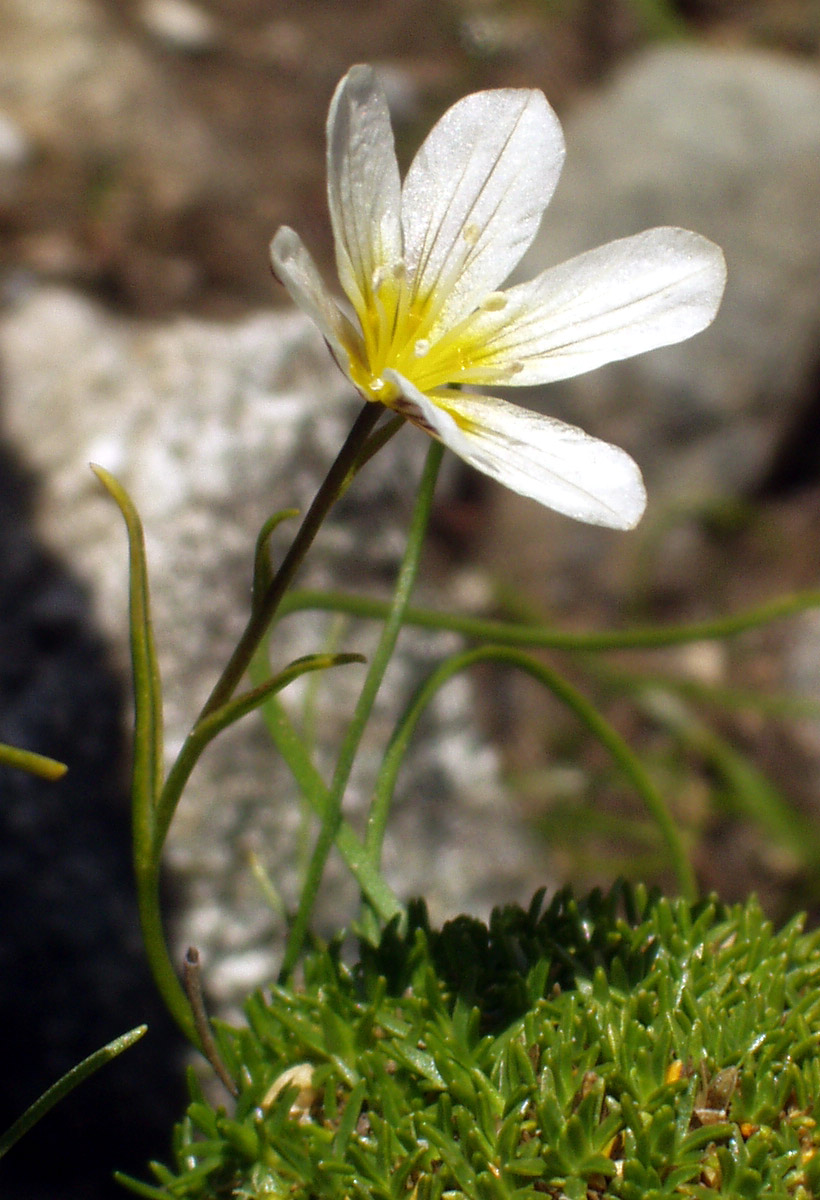 개감채 - Lloydia serotina (L.) Rchb.