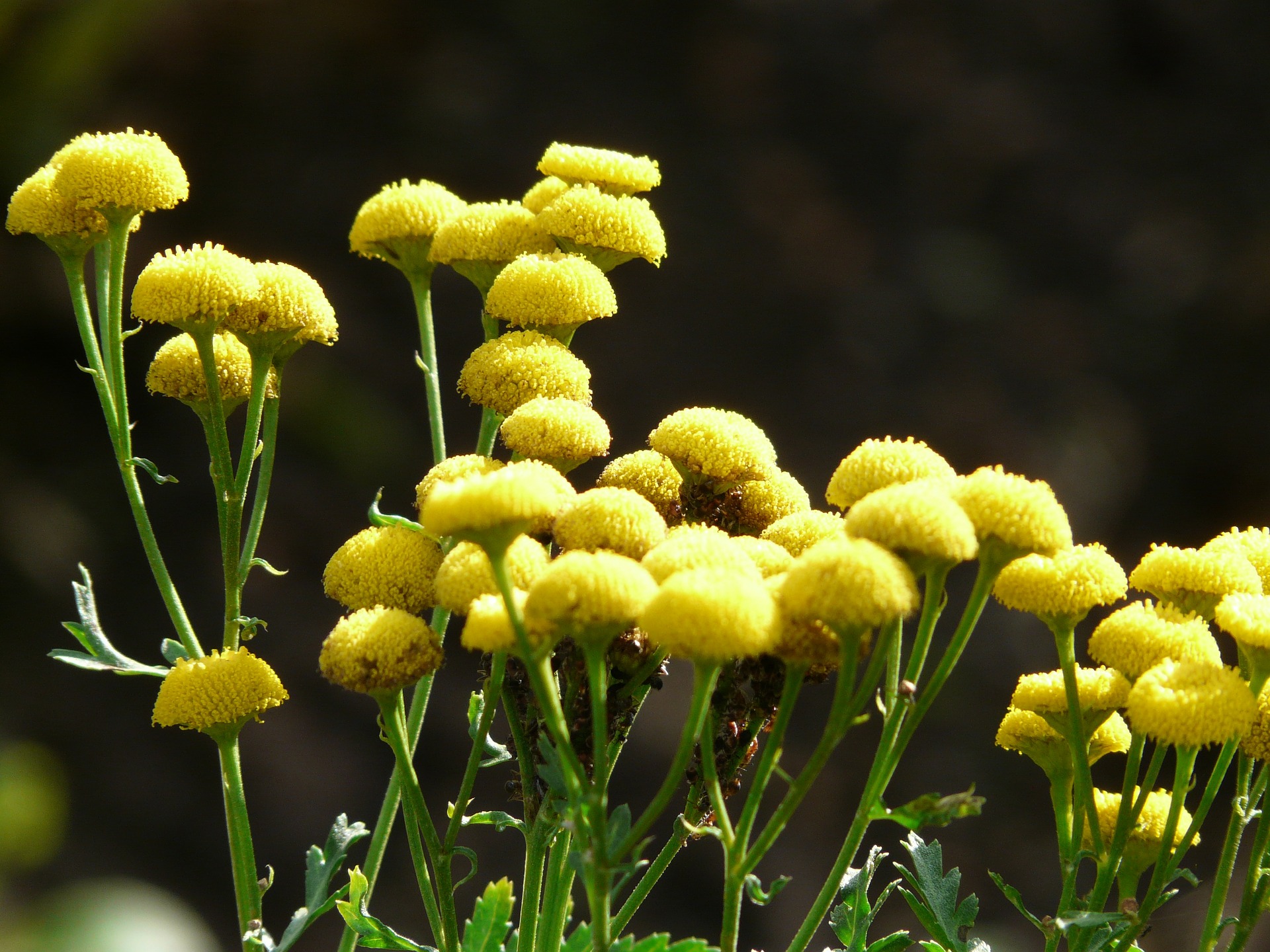 탄지 - tansy, Tanacetum vulgare