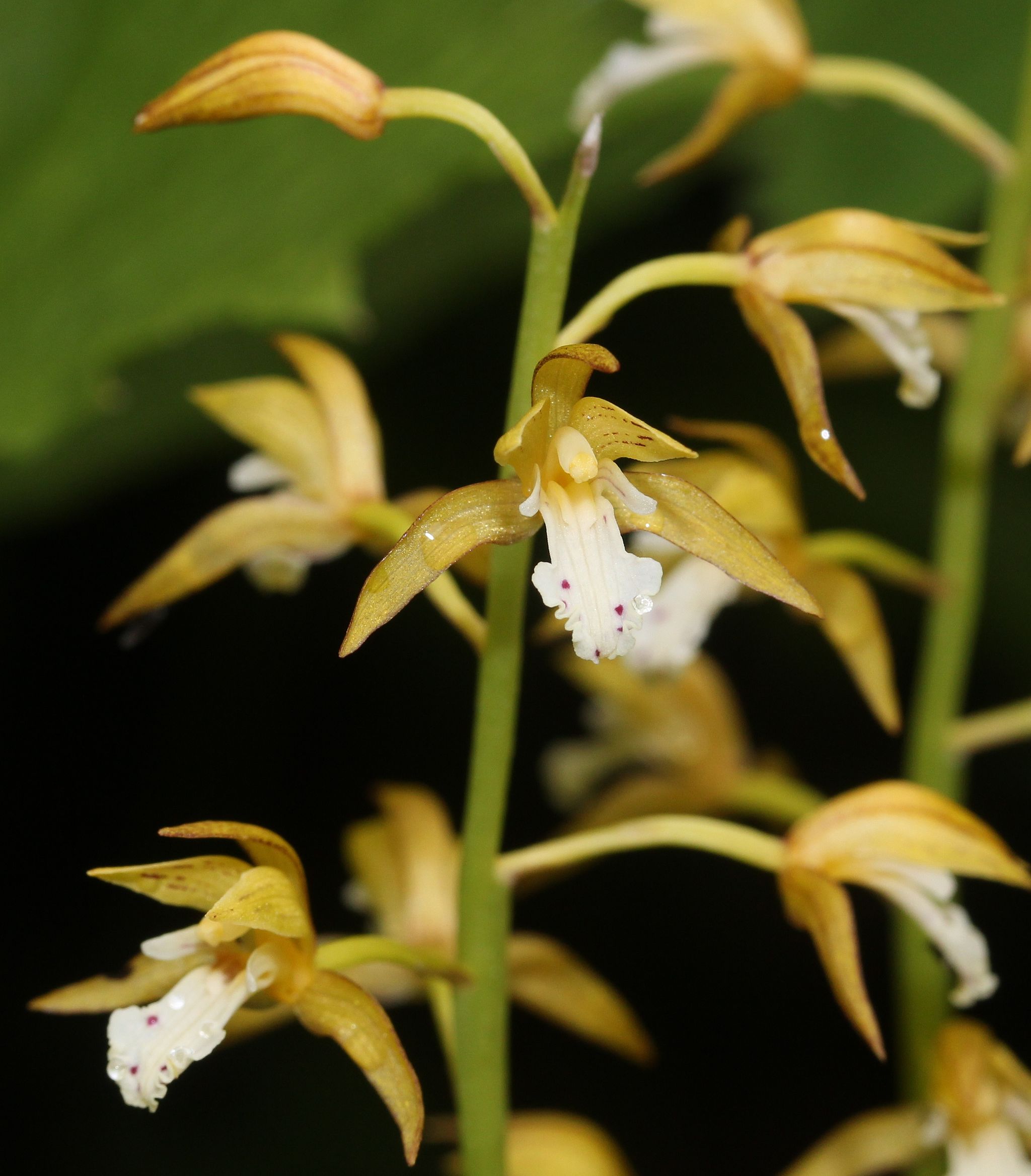감자난초 - Oreorchis patens (Lindl.) Lindl.