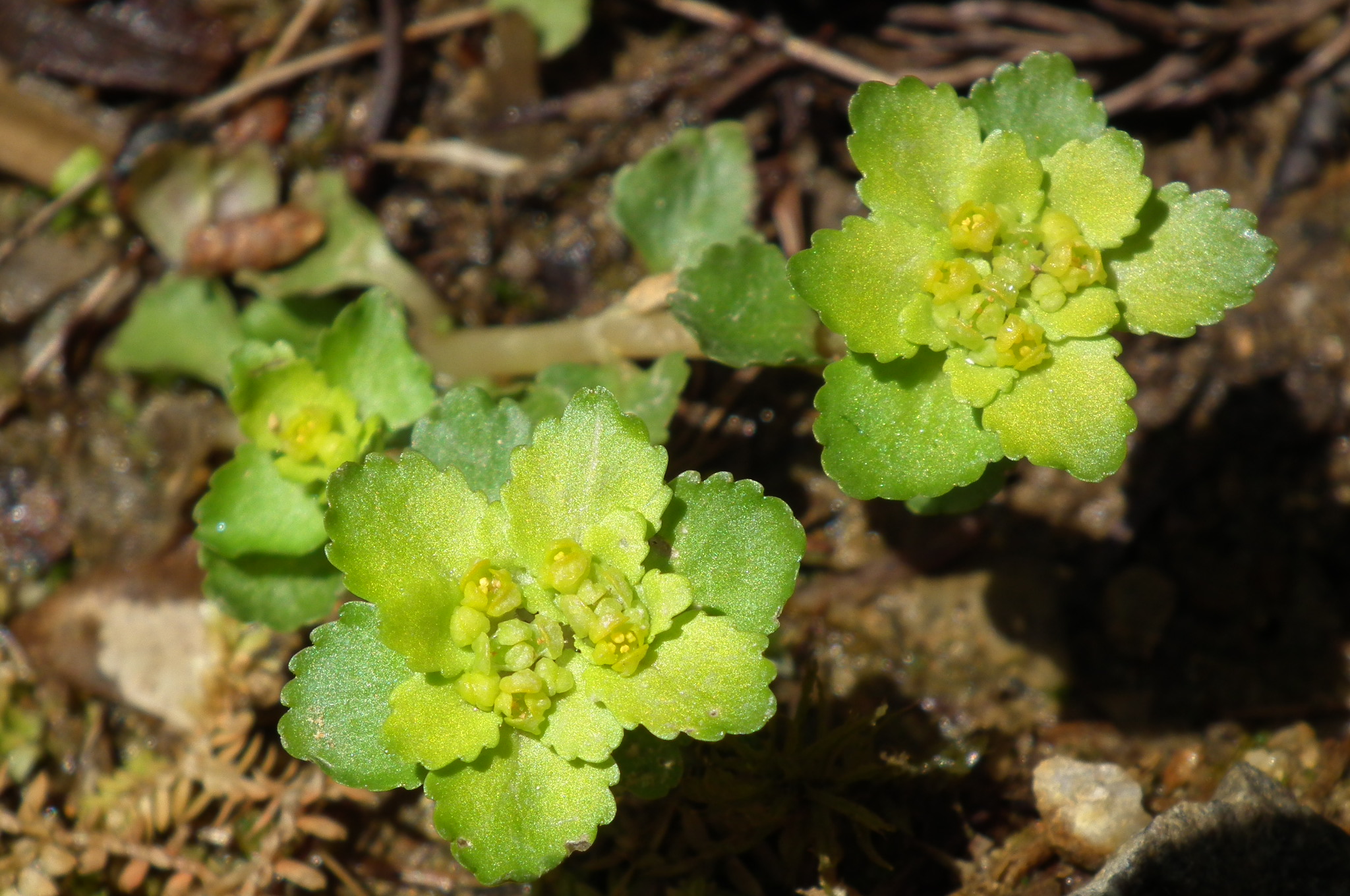 괭이눈 - Chrysosplenium grayanum Maxim.