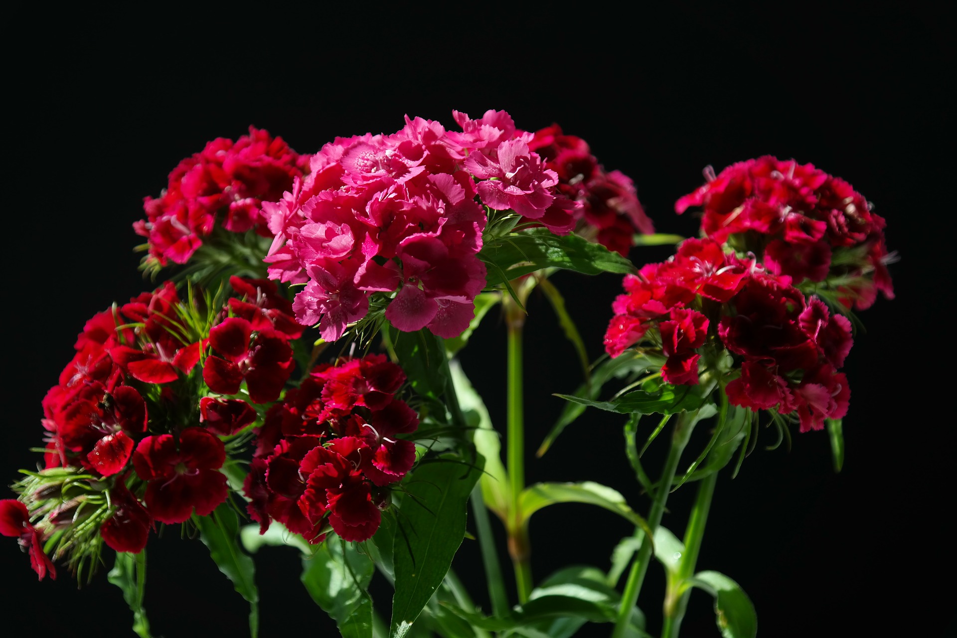 수염패랭이꽃 - Dianthus barbatus L. var. aisaticus L.