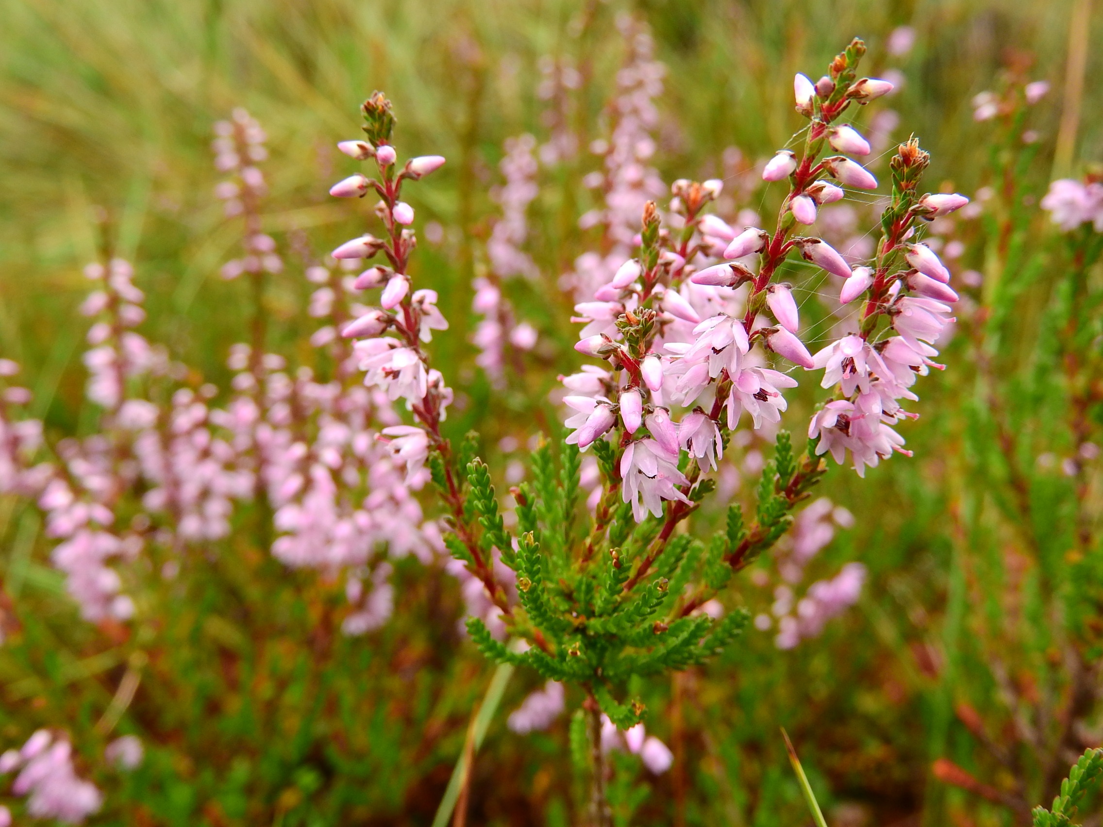 구석남 - Spring heath, Erica melanthera