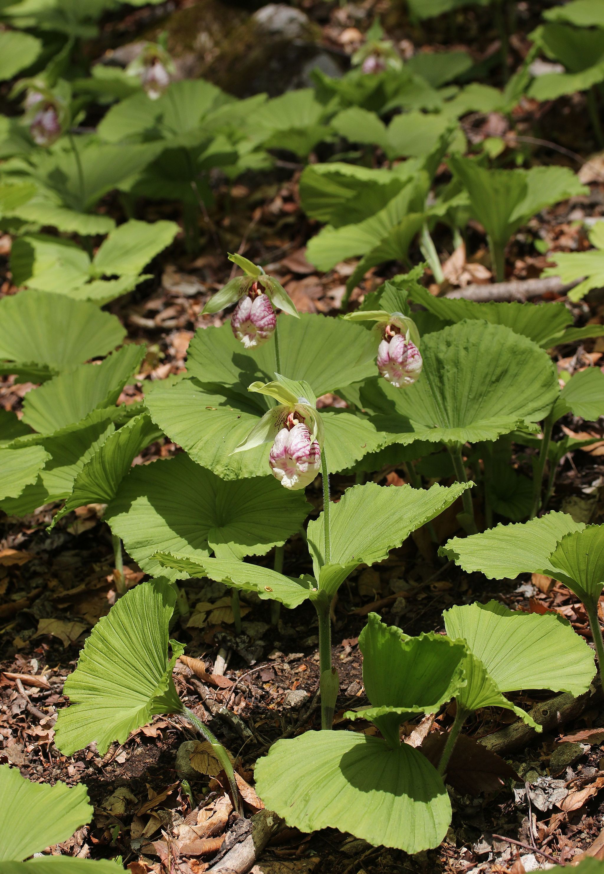 광릉요강꽃 - Cypripedium japonicum
