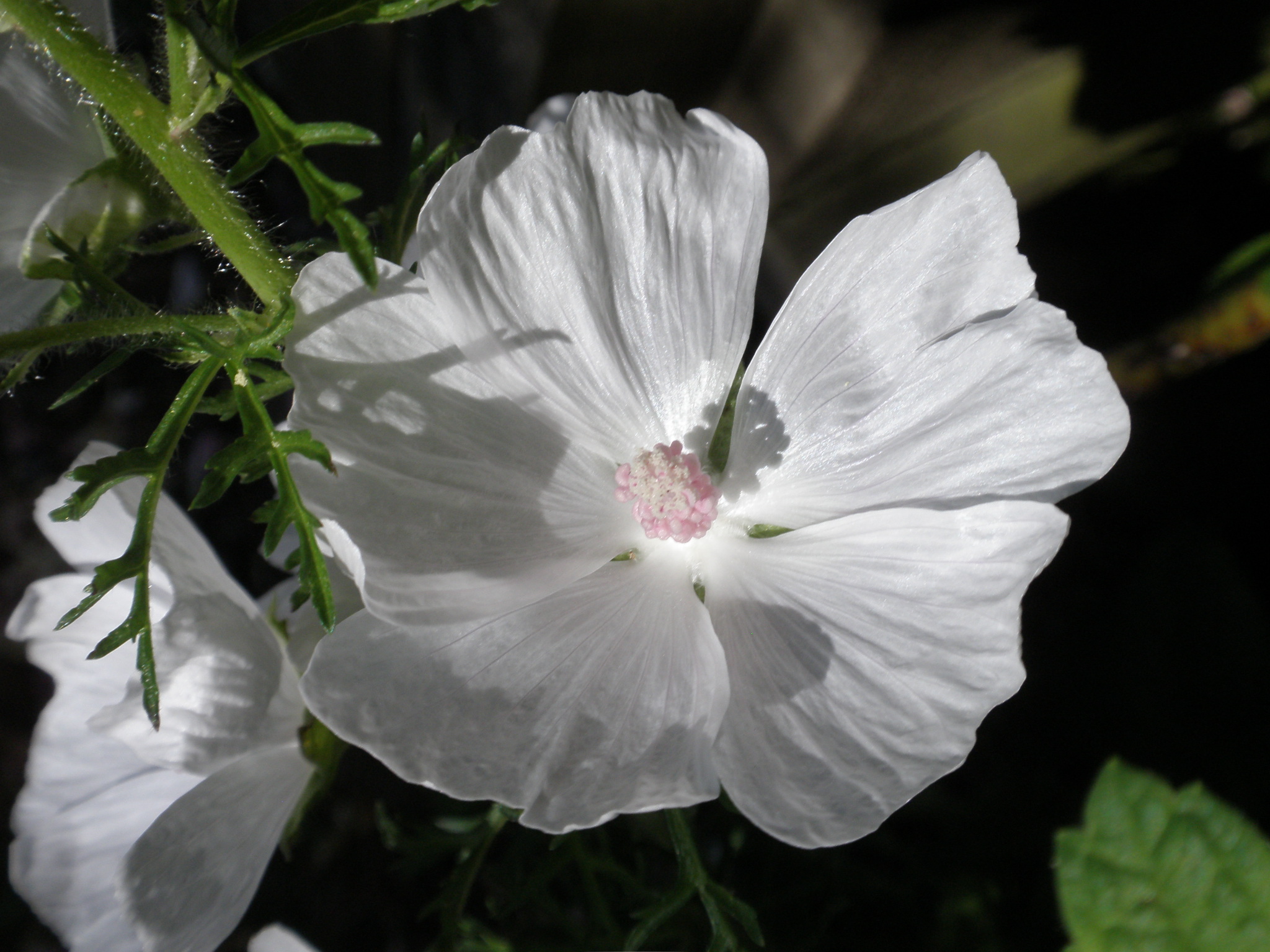 머쉬 말로우 - Marsh Mallow, Alhaea Officinalis