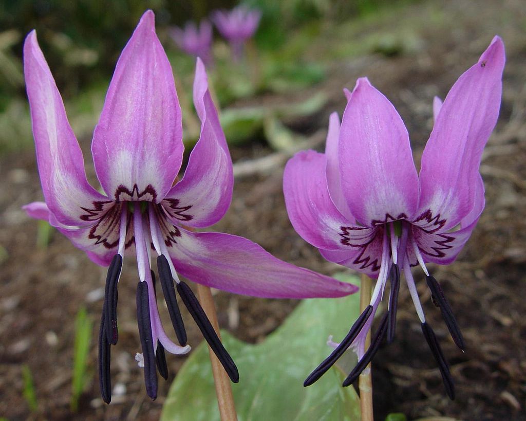 얼레지 - Erythronium japonicum