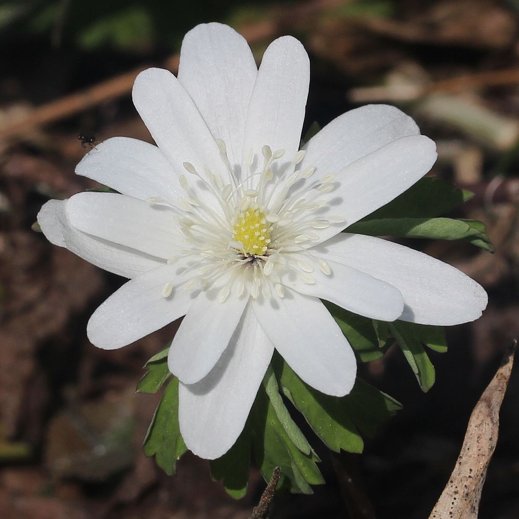 꿩의바람꽃 - Anemone raddeana Regel