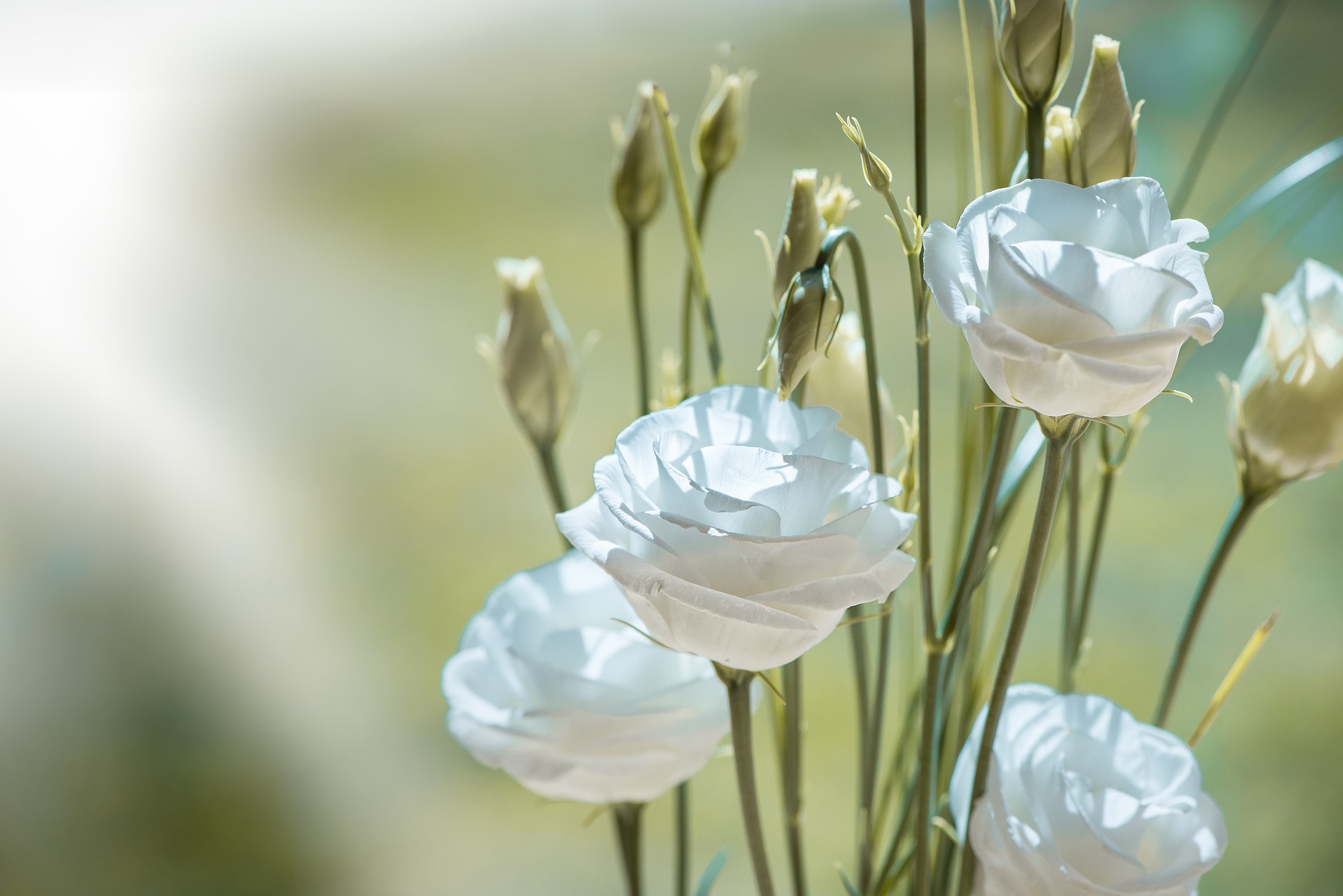 리시안서스 - Eustoma Lisianthus, Eustoma grandiflorum (Raf.) Shinn,
