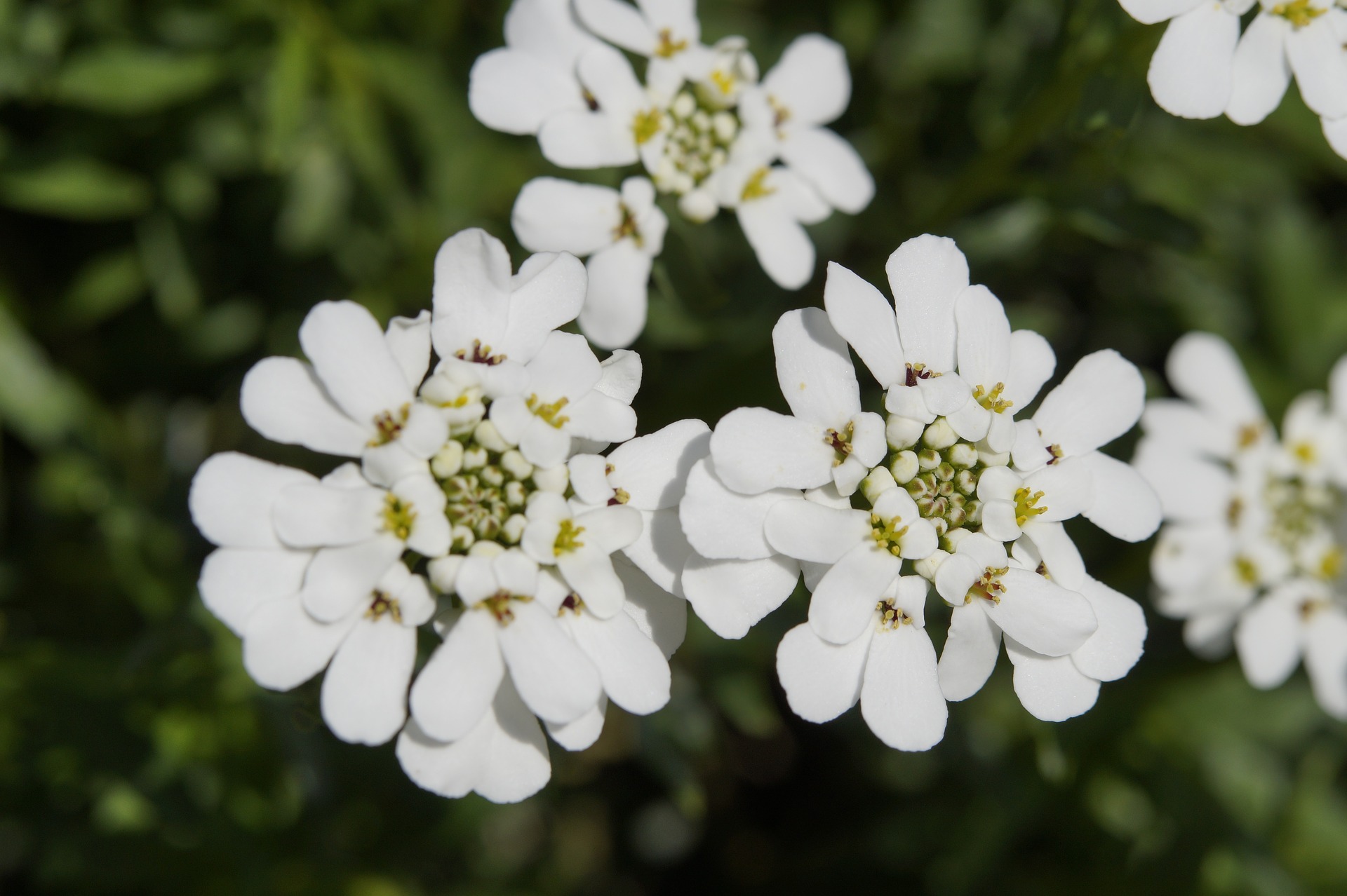 눈꽃 - Candytuft, Iberis sempervirens
