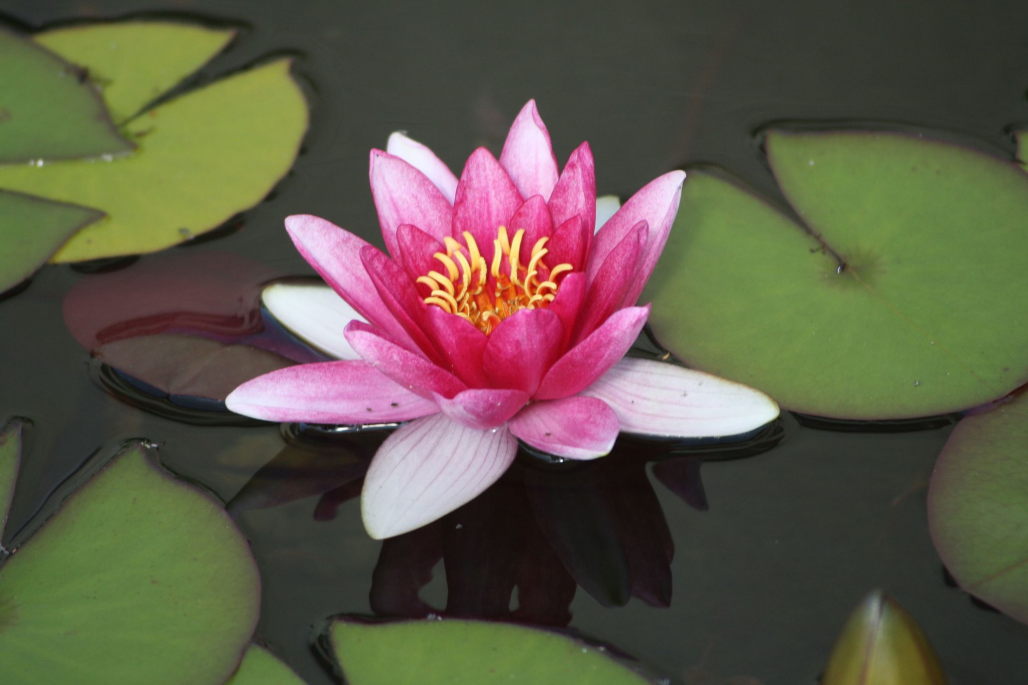 각시수련 - 바보, Nymphaea tetragona var. minima (Nakai) W.T.Lee