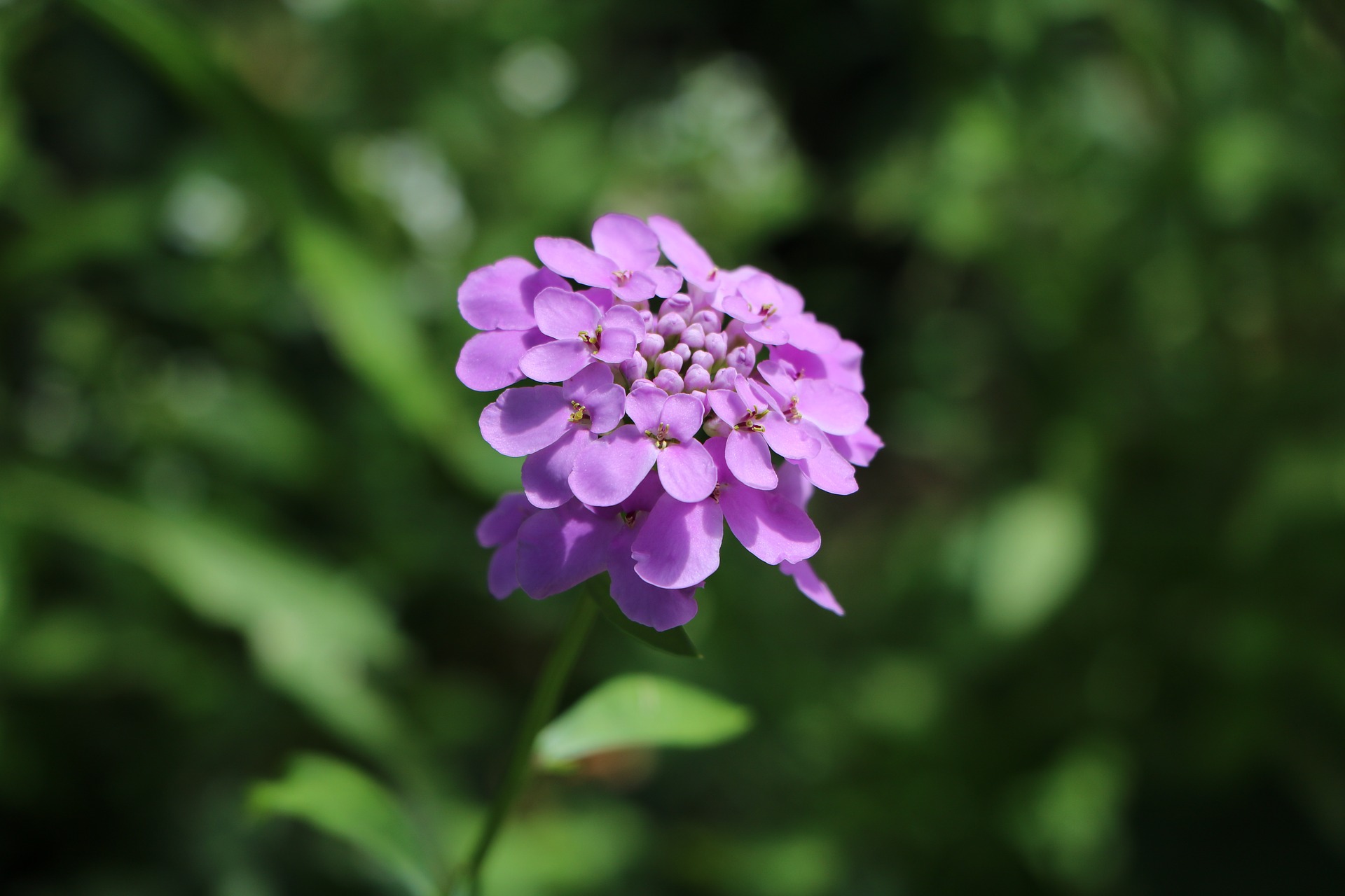 눈꽃 - Candytuft, Iberis sempervirens