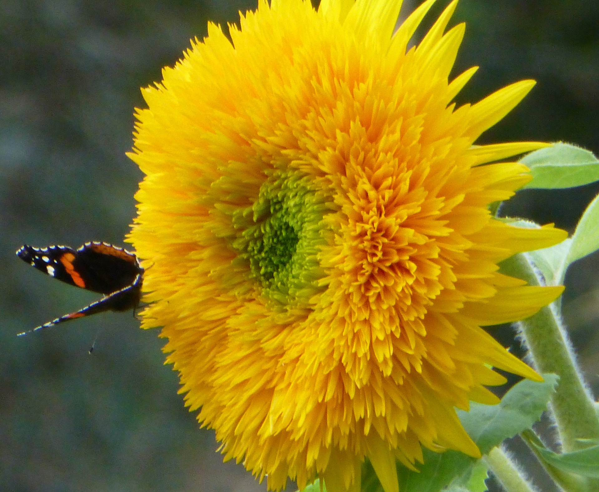 해바라기 - Sunflower, Helianthus annuus