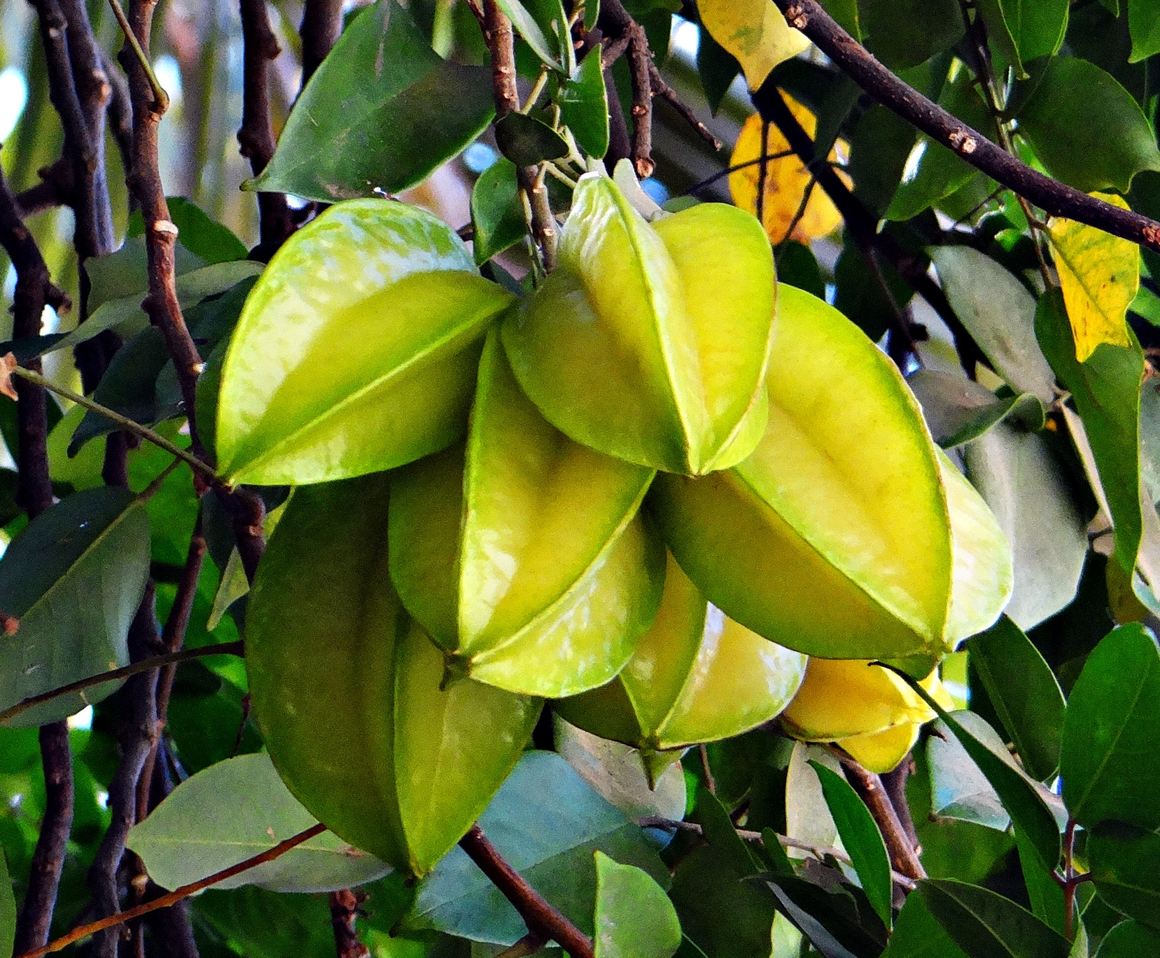 스타후르츠 - Star fruit, Averrhoa carambola L.