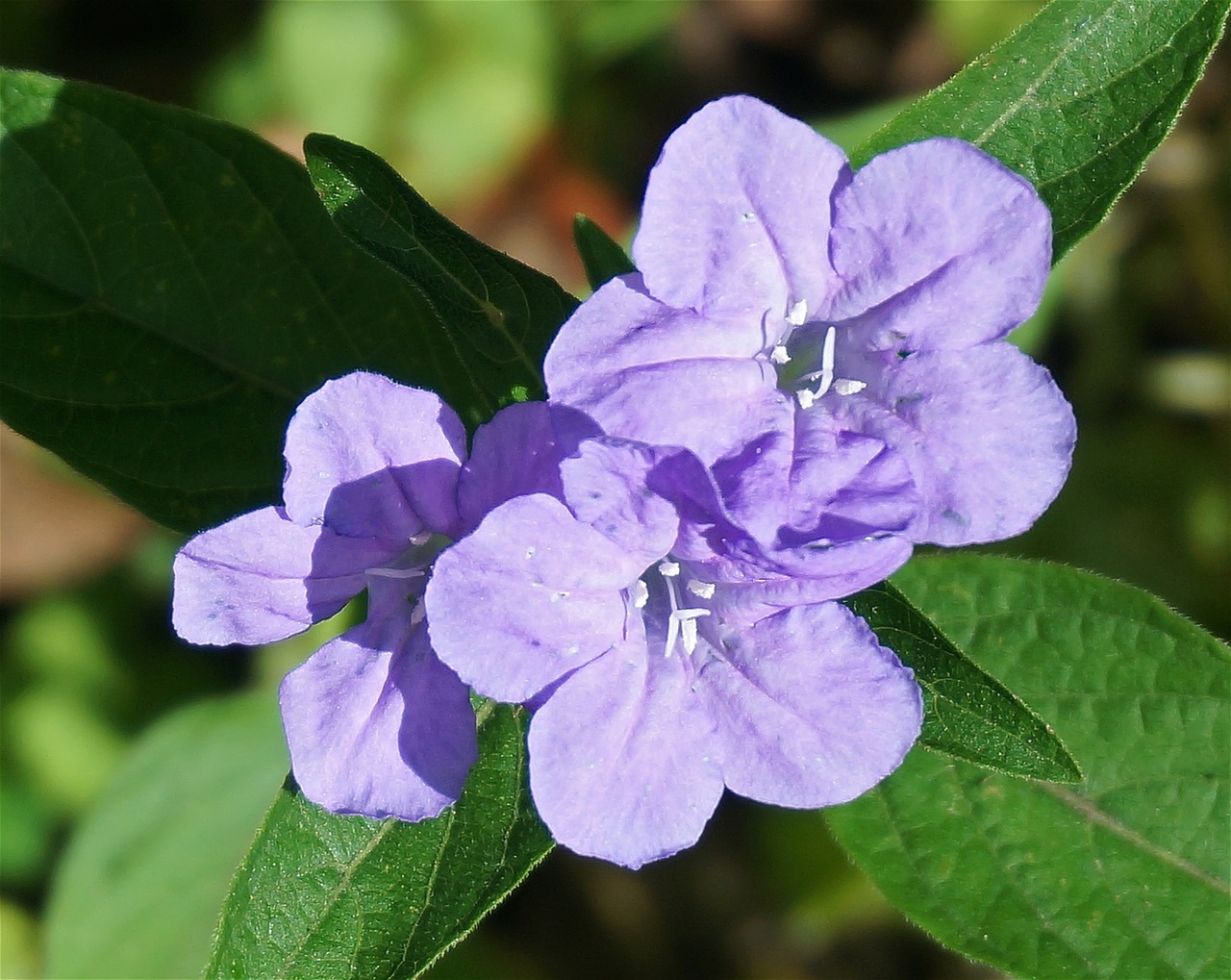 페튜니아 - Common Garden Petunia, Petunia hybrida