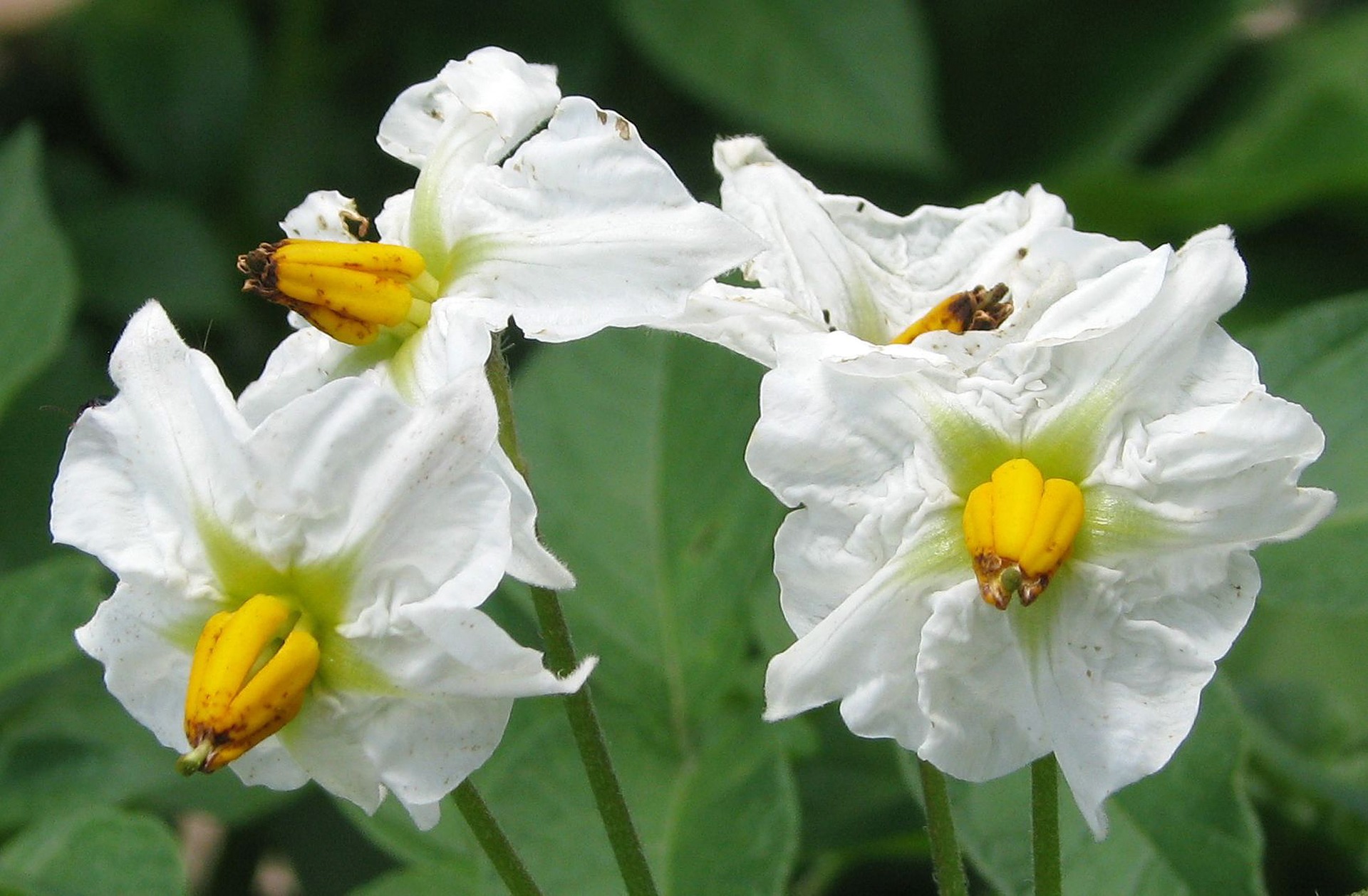 감자 - Potatoes , Solanum tuberosum L.