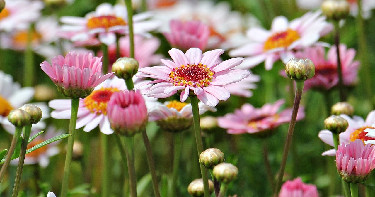 마아가렛 - Argyranthemum frutescens