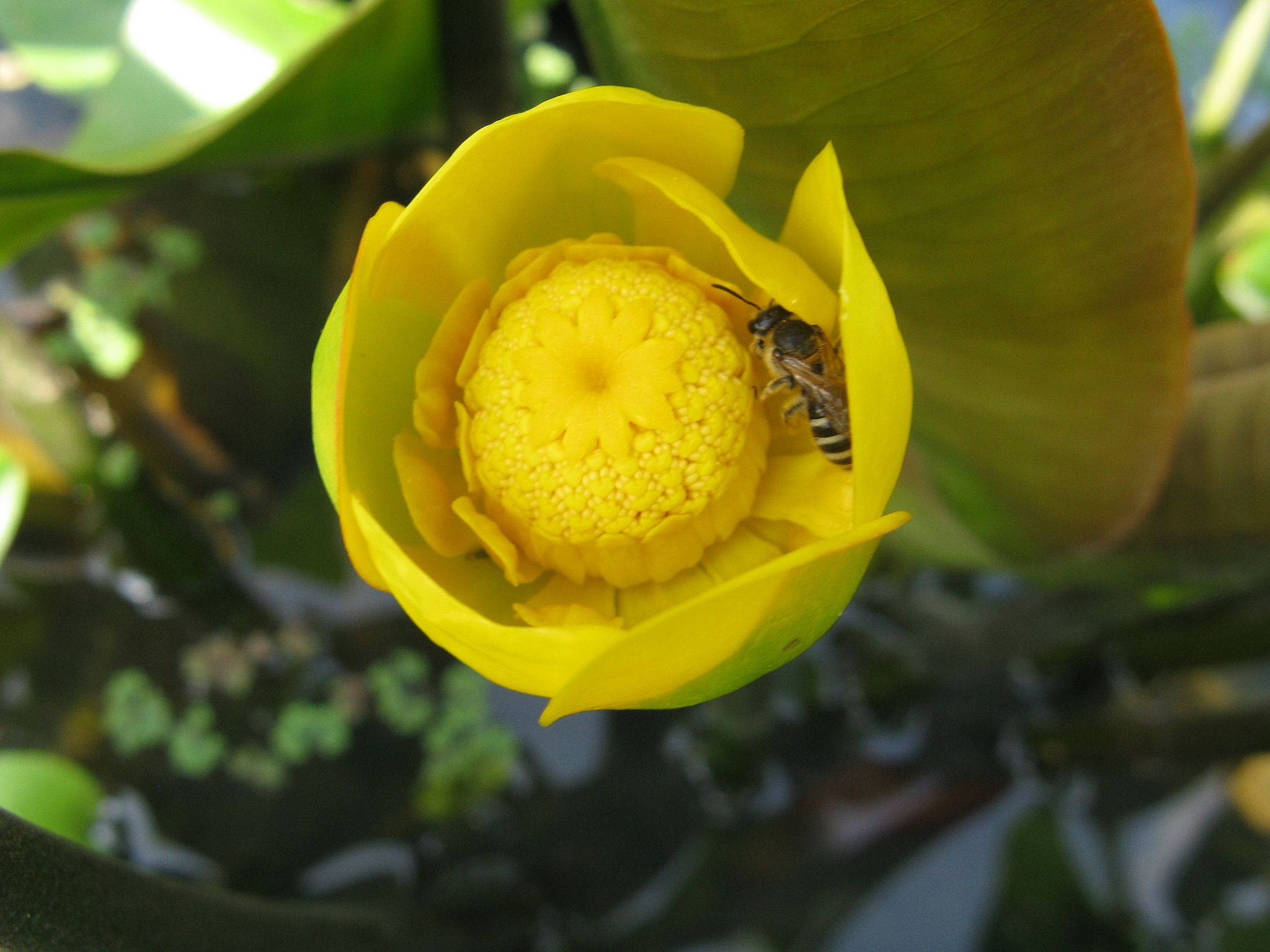 개연꽃 - Nuphar japonicum DC.