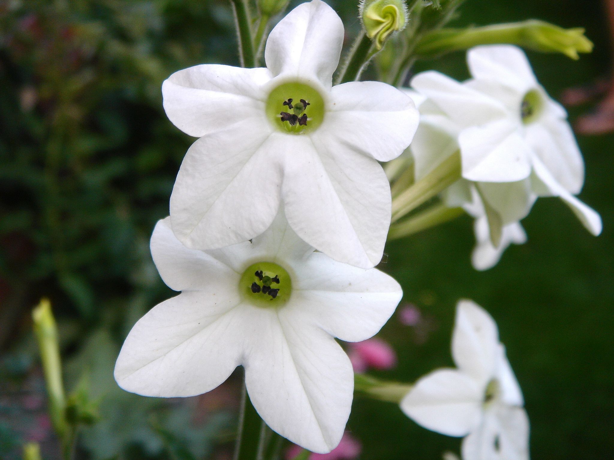 꽃담배 - Nicotiana sanderae Sander