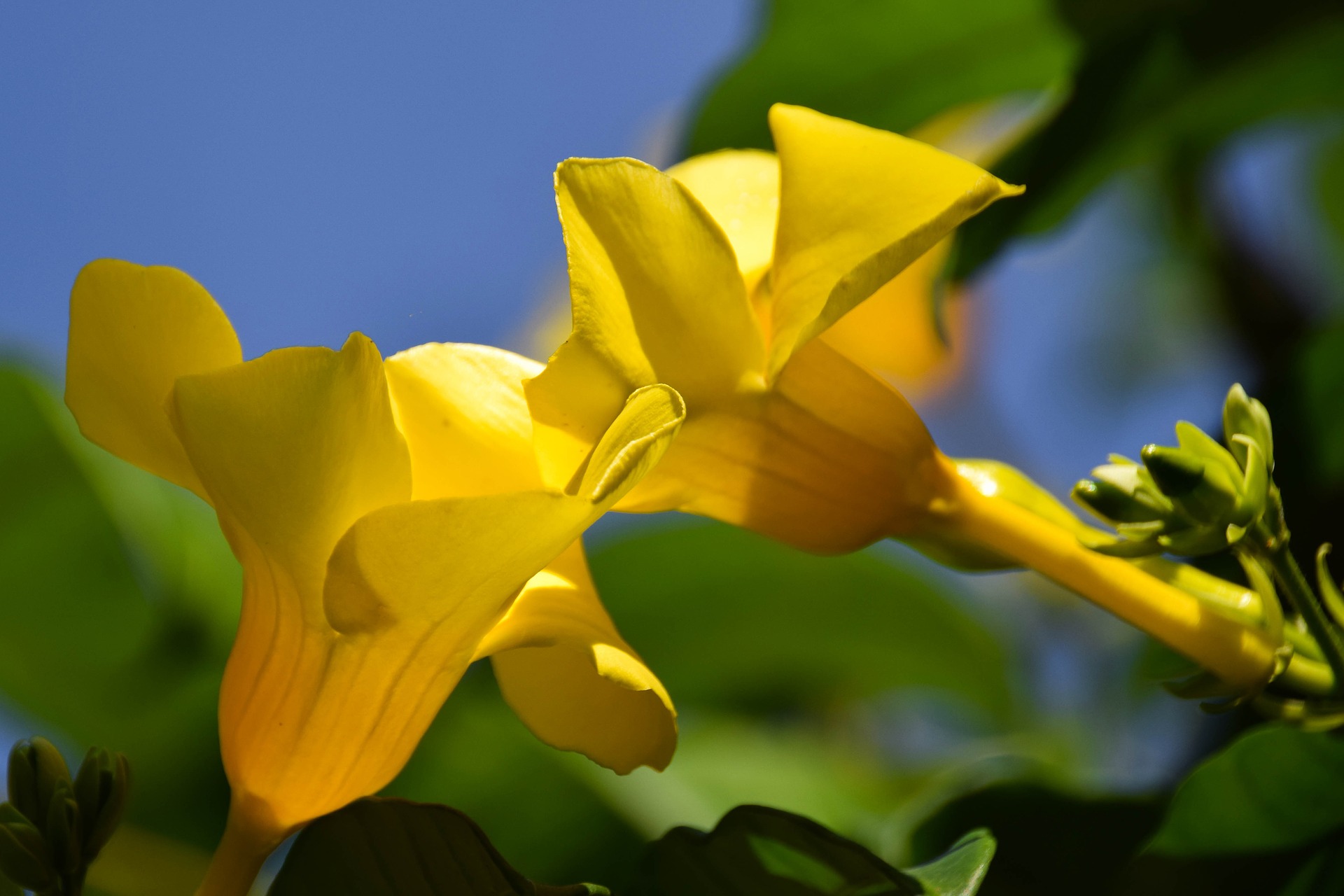 알라만다 - Allamanda