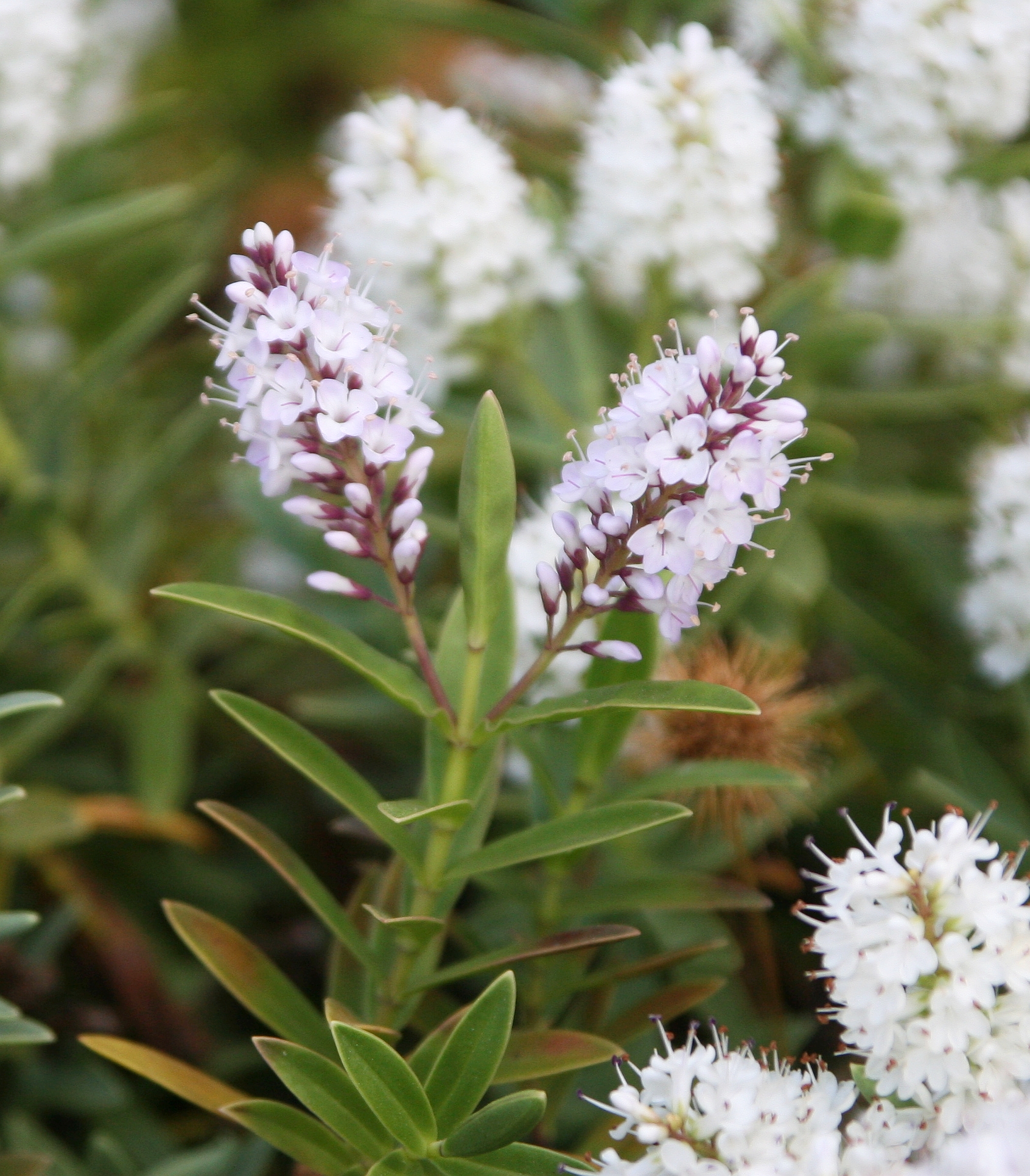 헤베 알비칸스 - Hebe albicans, Veronica albicans