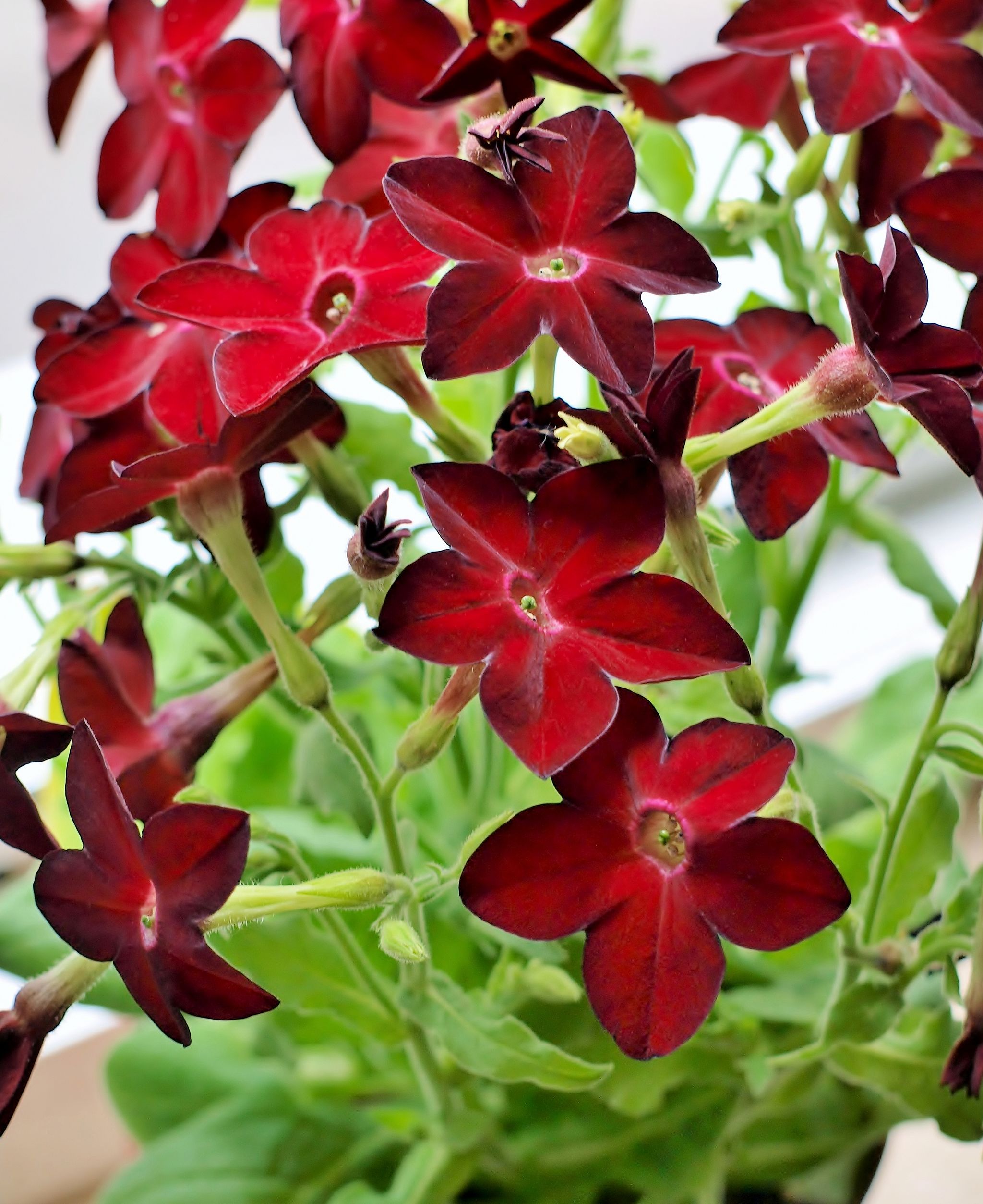 꽃담배 - Nicotiana sanderae Sander