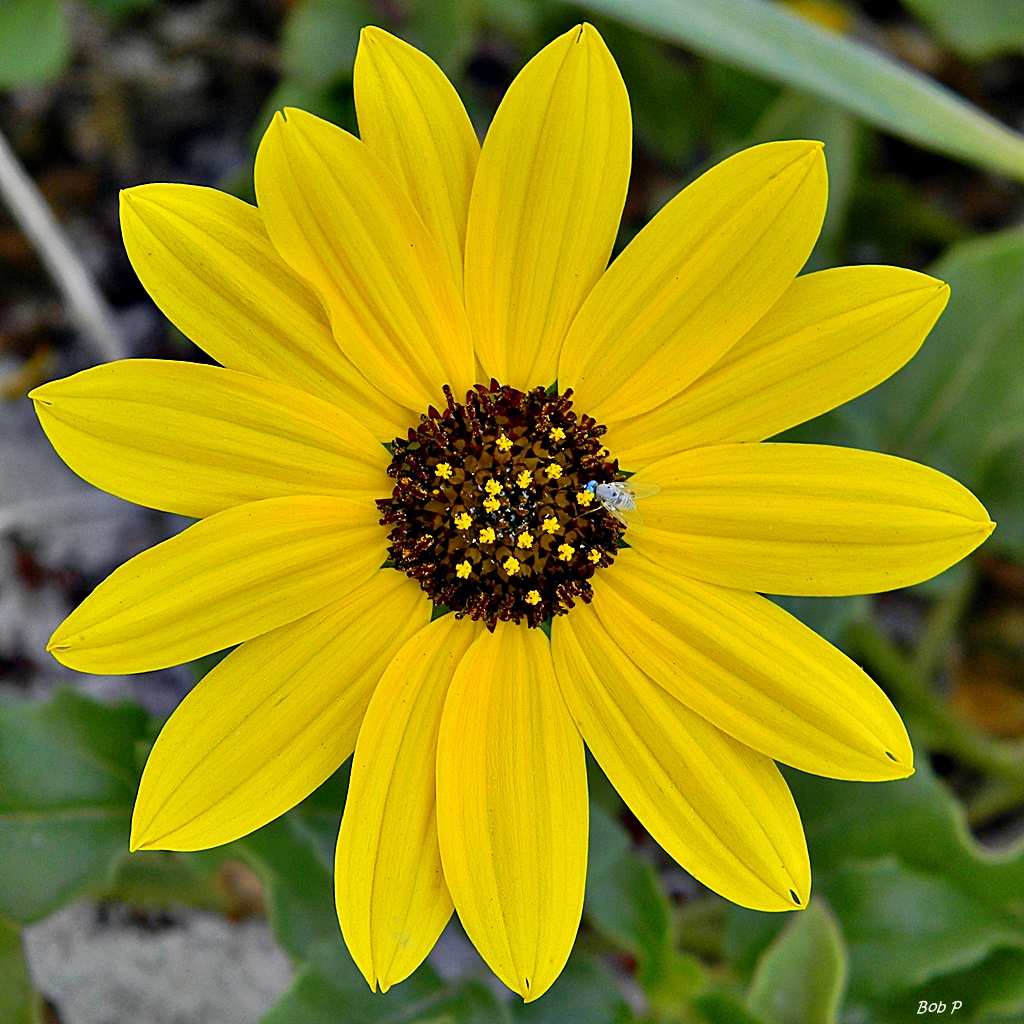 애기해바라기 - Helianthus debilis Nutt.