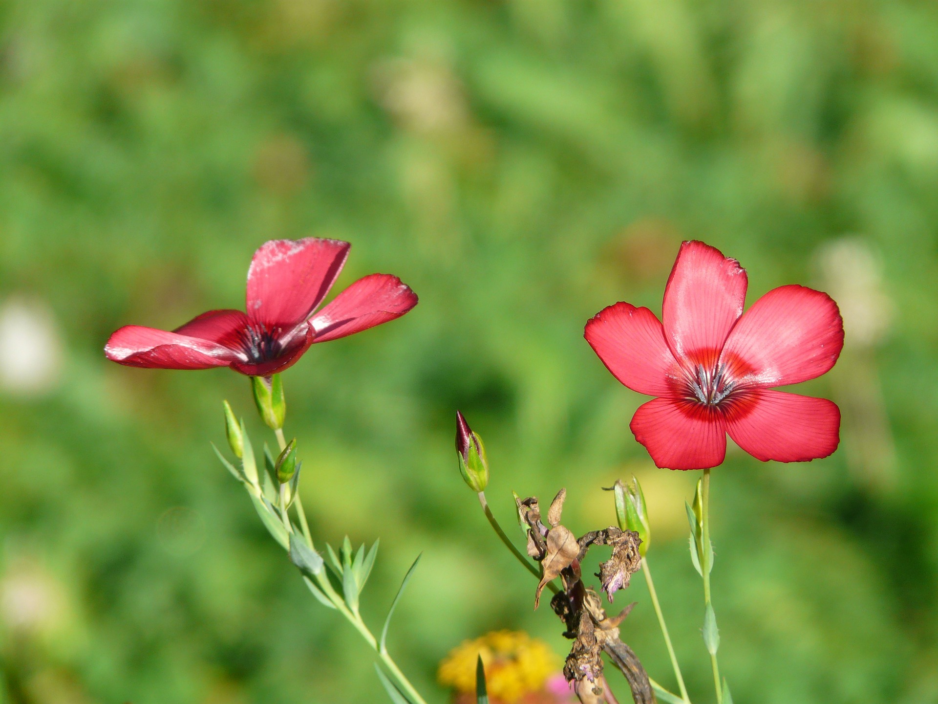 꽃아마 - Linum grandiflorum