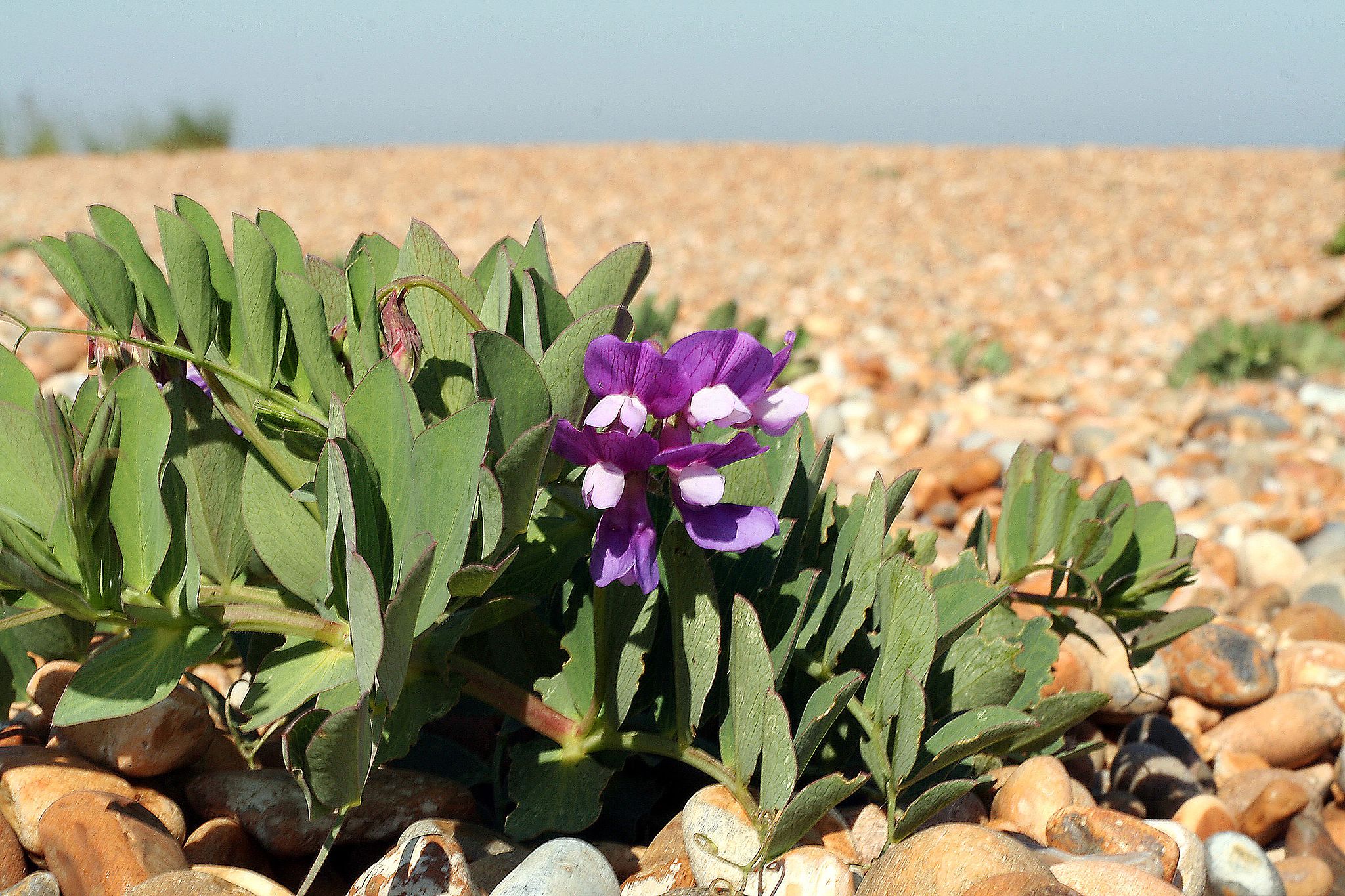 갯완두 - Gartwando, Lathyrus japonicus Willd.