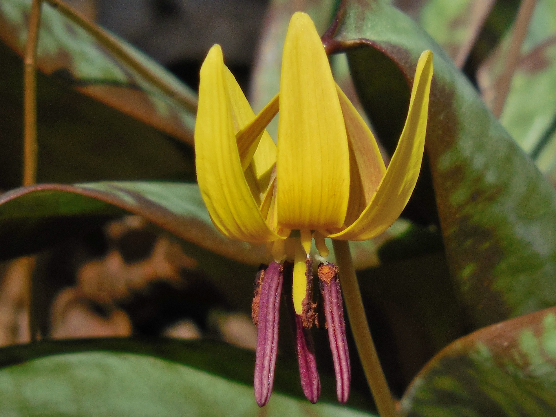 엘레지 - Erythronium japonicum