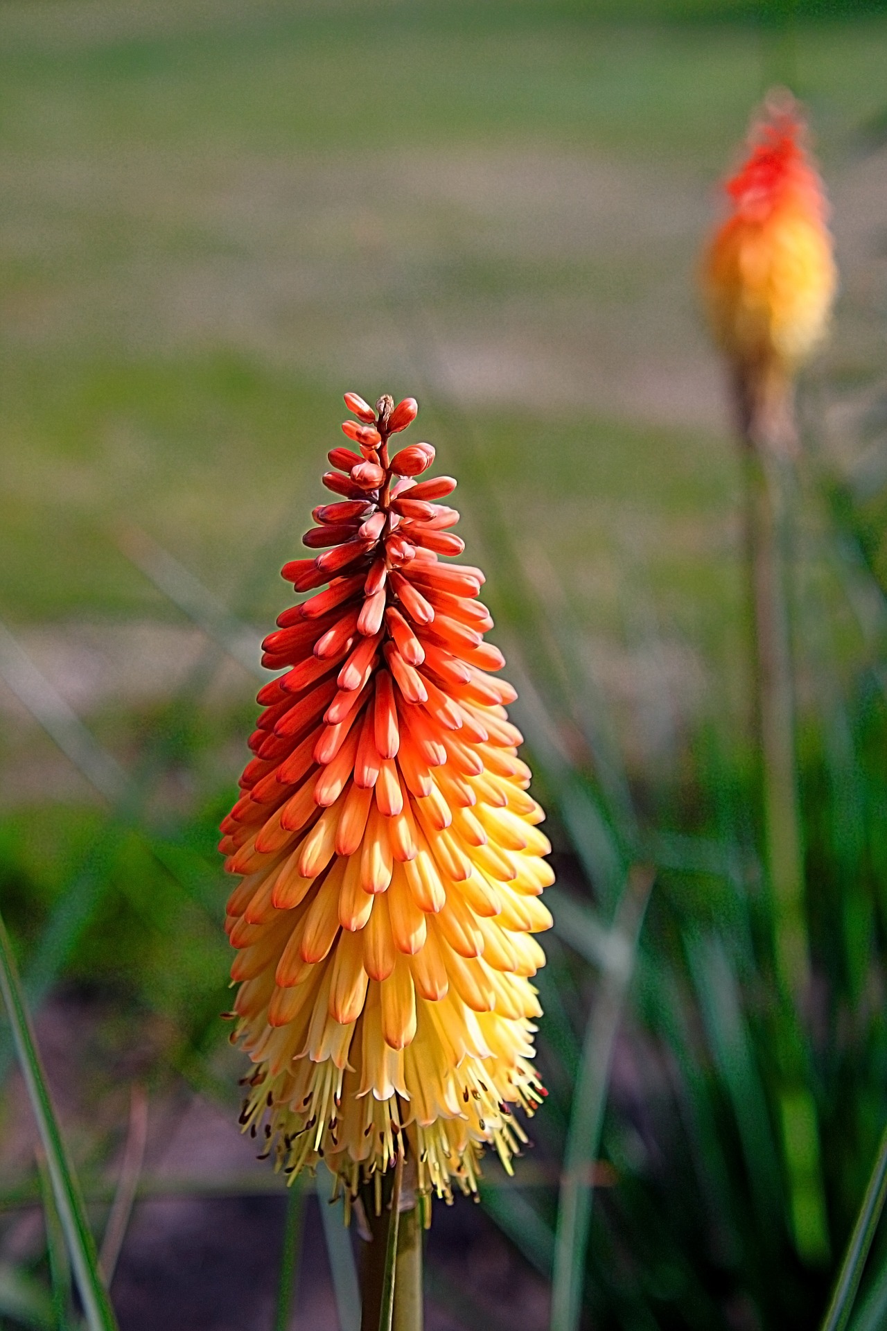 니포피아 - Kniphofia, Kniphofia uvaria Hook