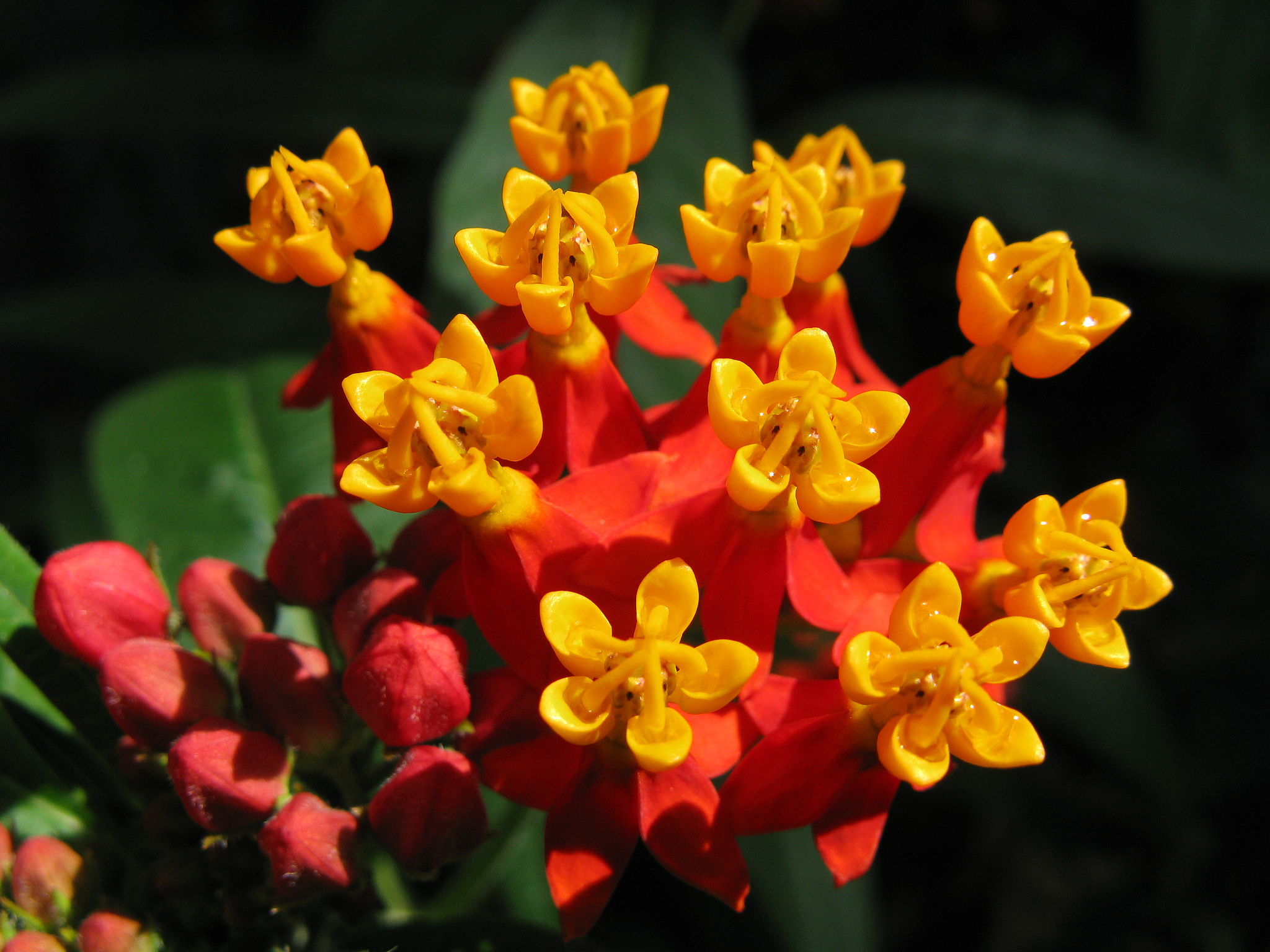 금관화 - blood flower, scarlet Milkweed, Asclepias curassavica