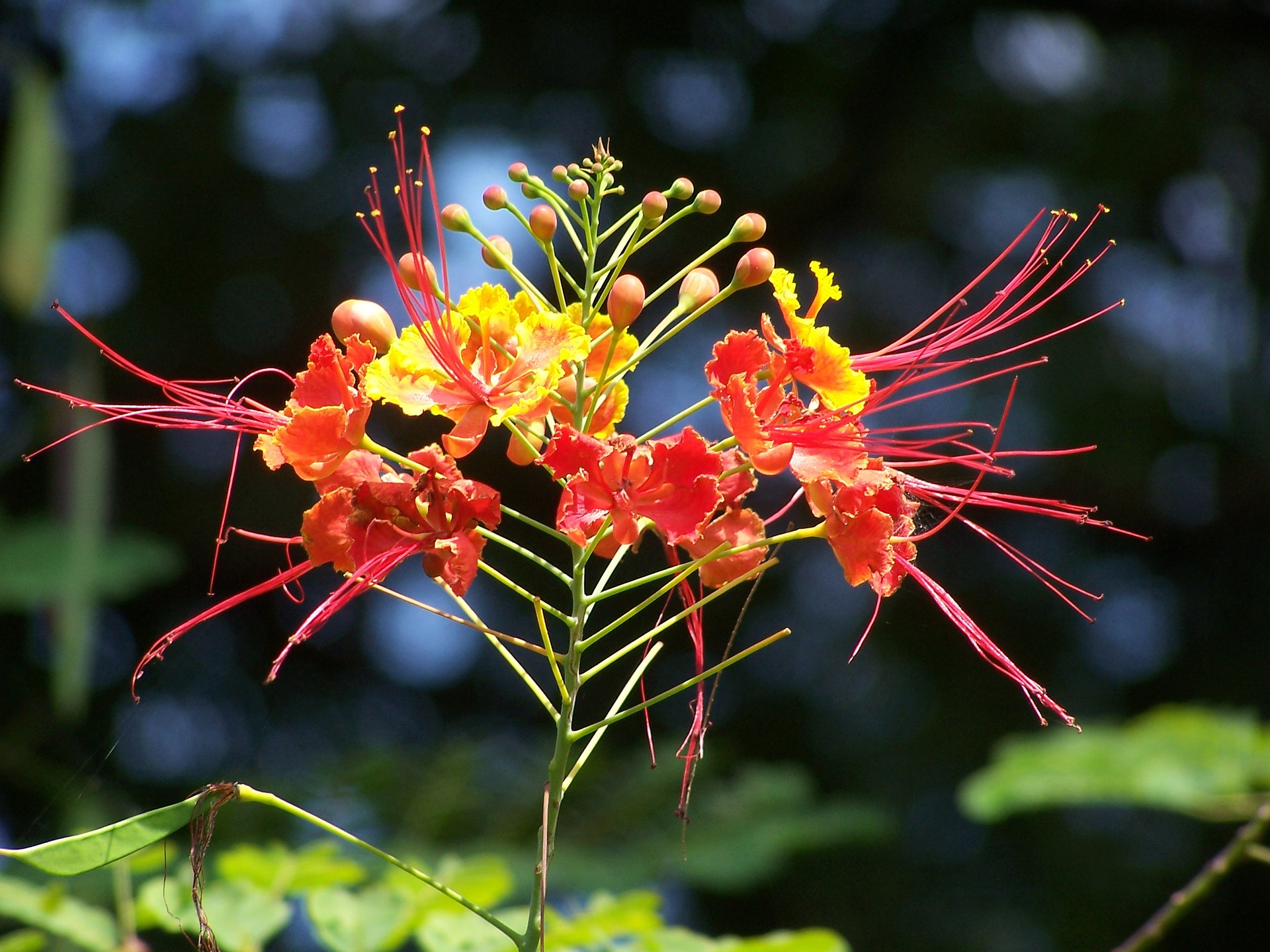 봉황목 - Flamboyant Tree, Flame Tree, Delonix regia