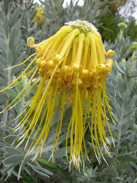류코스퍼뭄 리플레스움 - rocket pincushion, sky-rocket pincushion, Leucospermum reflexum