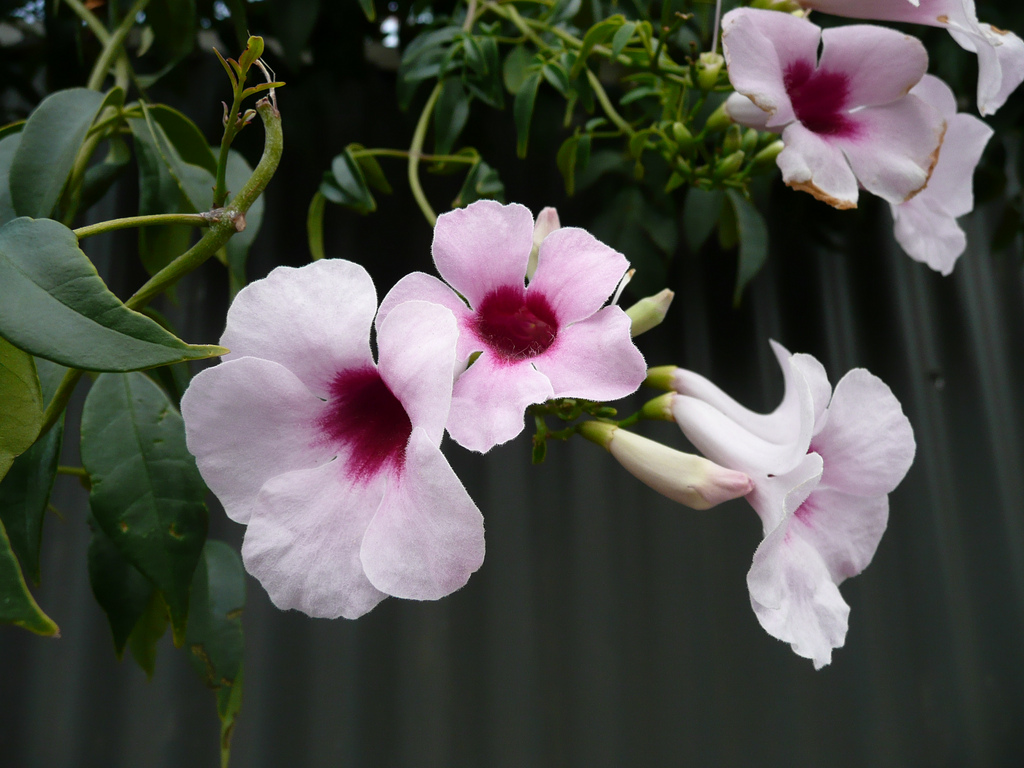 팬도르자스민 - bower vine, bower plant, Pandorea jasminoides