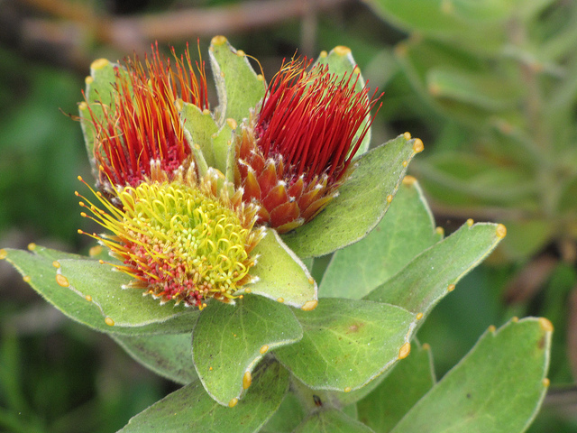 류코스퍼뭄 오레이포리움 > 식물도감 > 트리인포 류코스퍼뭄 오레이포리움, Leucospermum oleifolium, Leucospermum oleifolium (P.... 