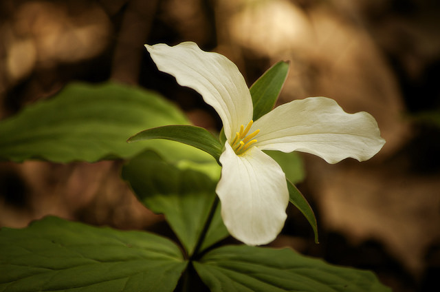 Trillium grandiflorm - Trillium grandiflorum Salisb.