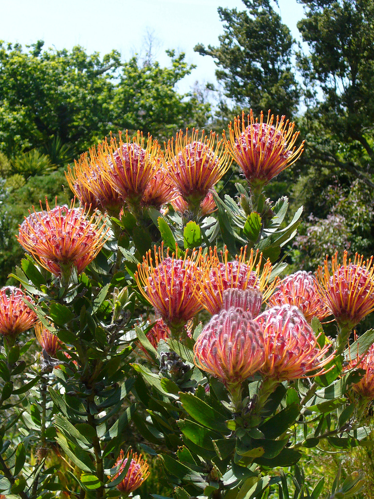 류코스퍼뭄 코디폴리움 - Pincushion Protea 'Don's Red', Leucospermum cordifolium Fourc.