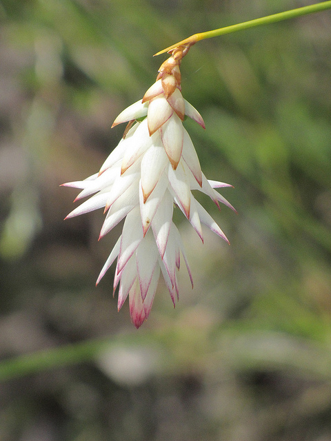 후드릴리 - Hooded Lily, Johnsonia lupulina