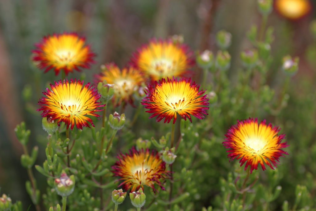 Drosanthemum bicolor - Drosanthemum bicolor