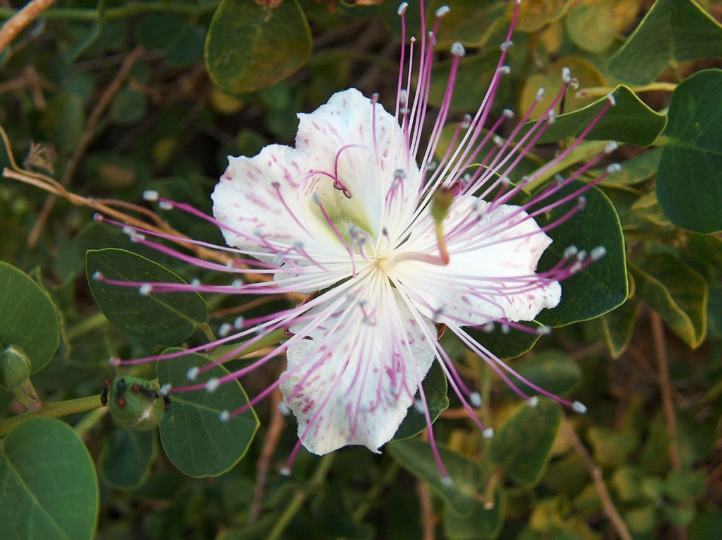 케이퍼 - Caper bush, Capparis Spinosa