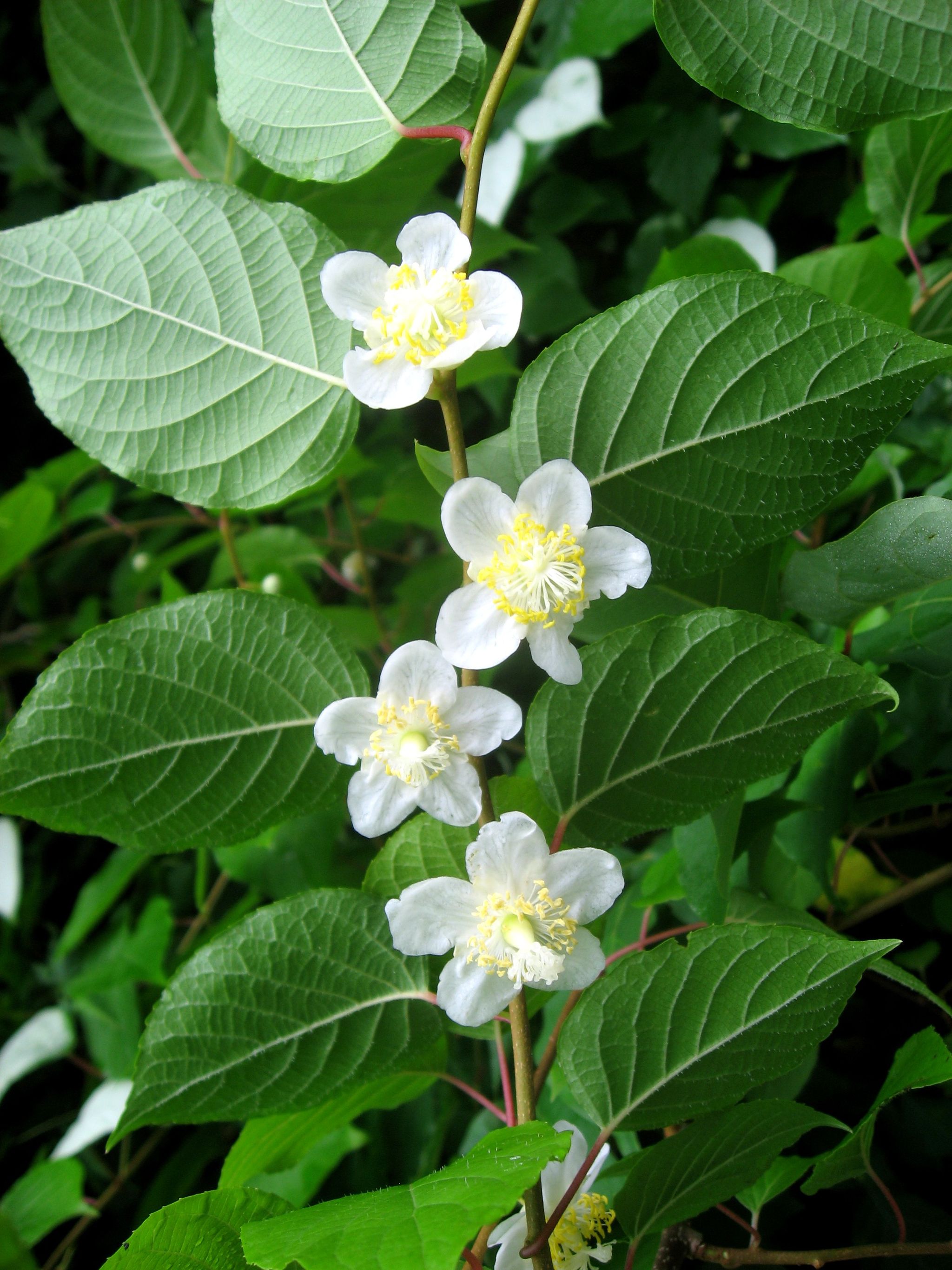 개다래 - Actinidia polygama (Siebold & Zucc.) Planch. ex Maxim.