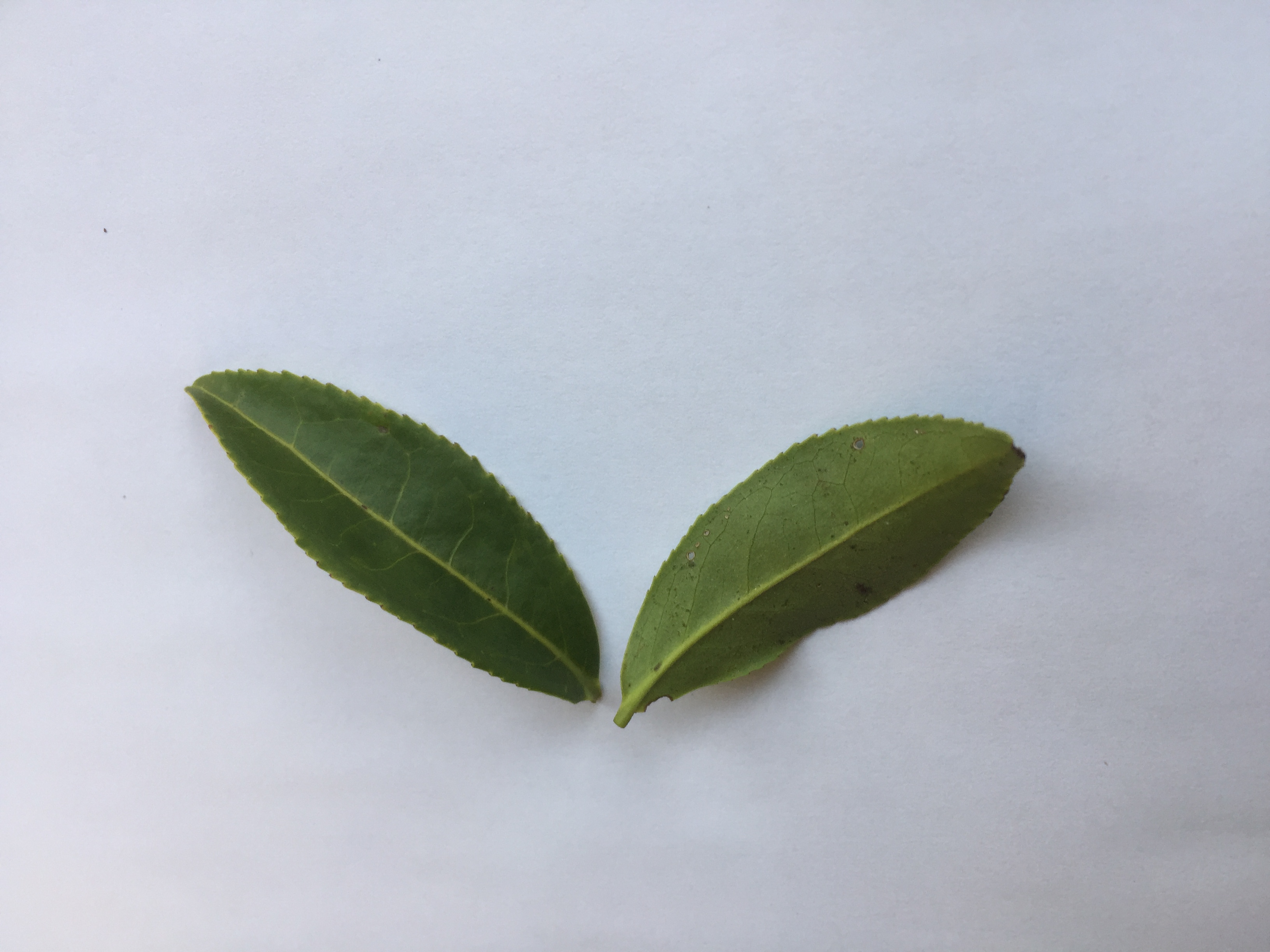 차나무 잎 Camellia sinensis leaf