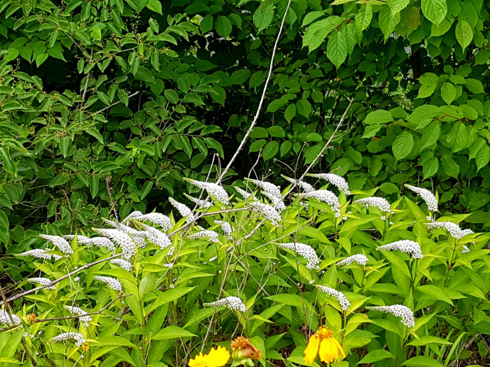 190620_ti_free_4387b0dd1830500909eca4de6