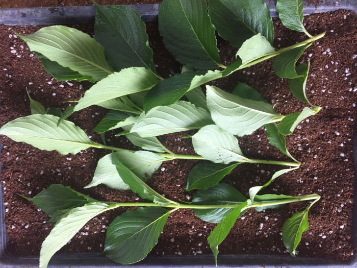 Weigela Subsessilis cutting rooting