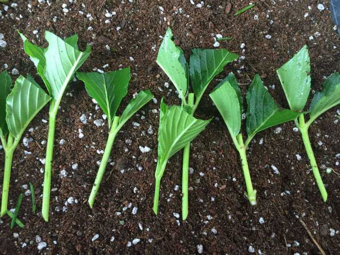 Weigela Subsessilis cutting rooting