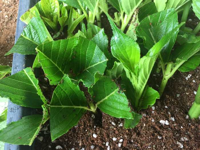 Weigela Subsessilis cutting rooting