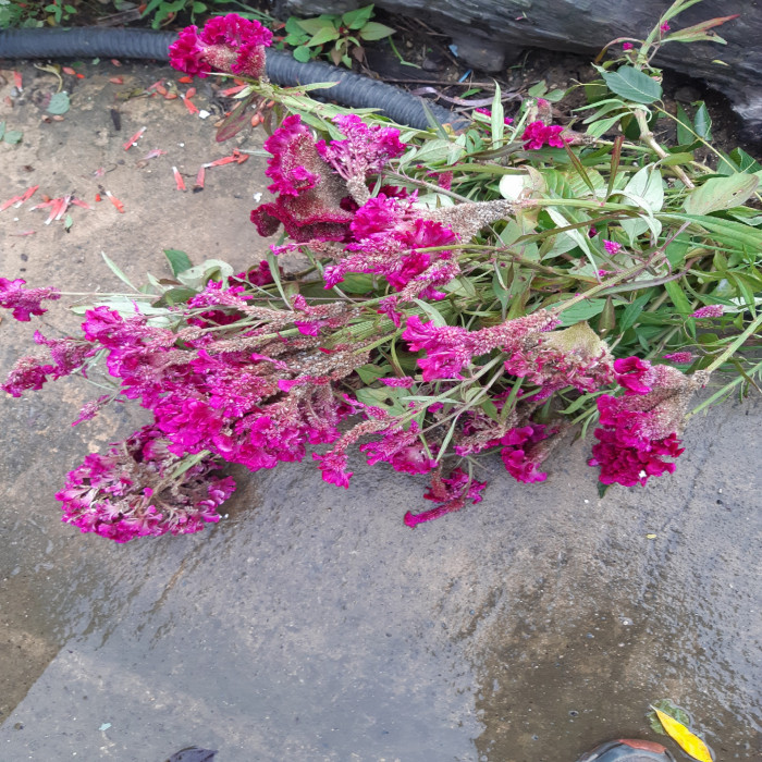 190925_ti_free_29c22a2c4a5d03bbcace90bc5