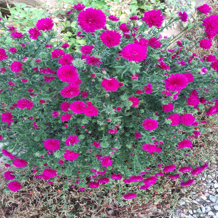 190928_ti_free_1af72bd7084d420bf8dbcbc07