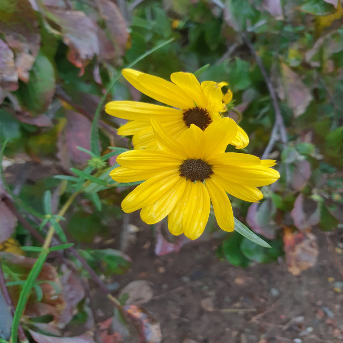 190928_ti_free_8c3f54f3f313754164f7979a2