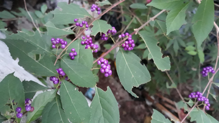 191009_ti_free_e9b04301630569f98ea841b61