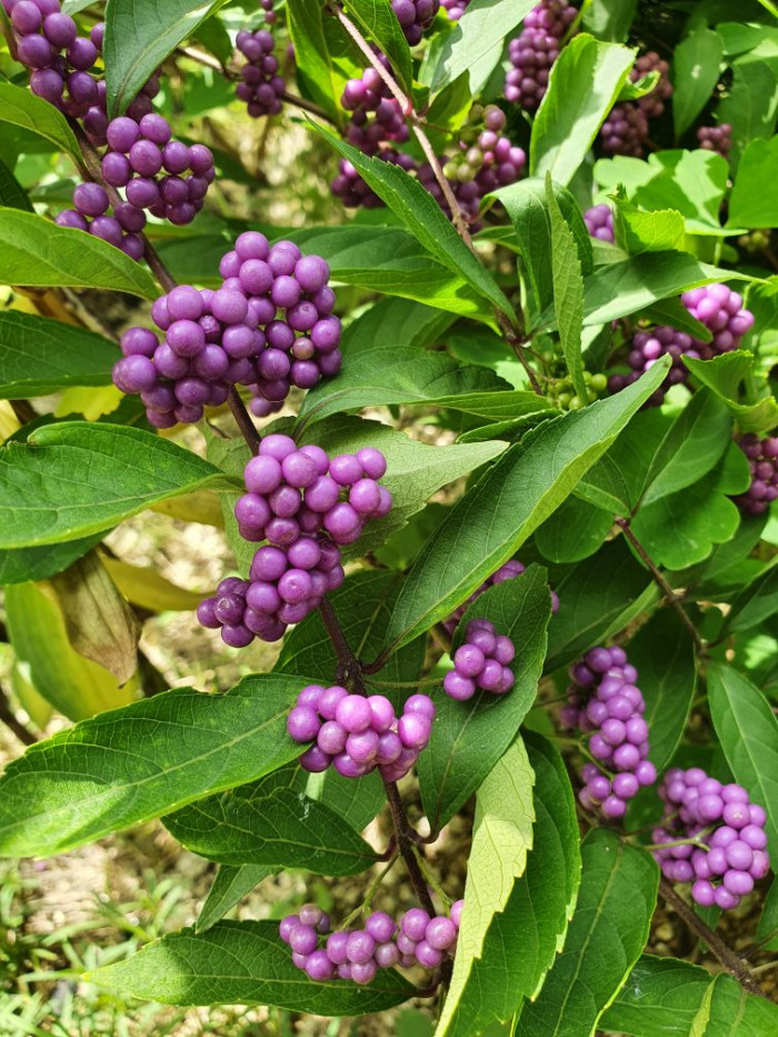 7e706608b39dd0e6e0c48d02a0a552af_1630411